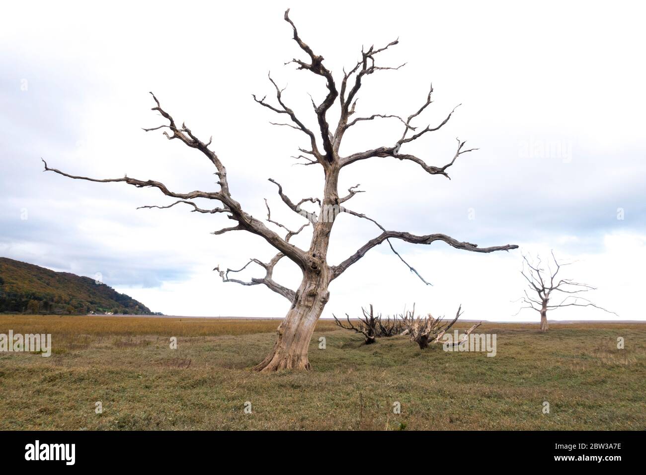 Dead tree on the Somerset coast, Salt marsh Porlock. Stock Photo