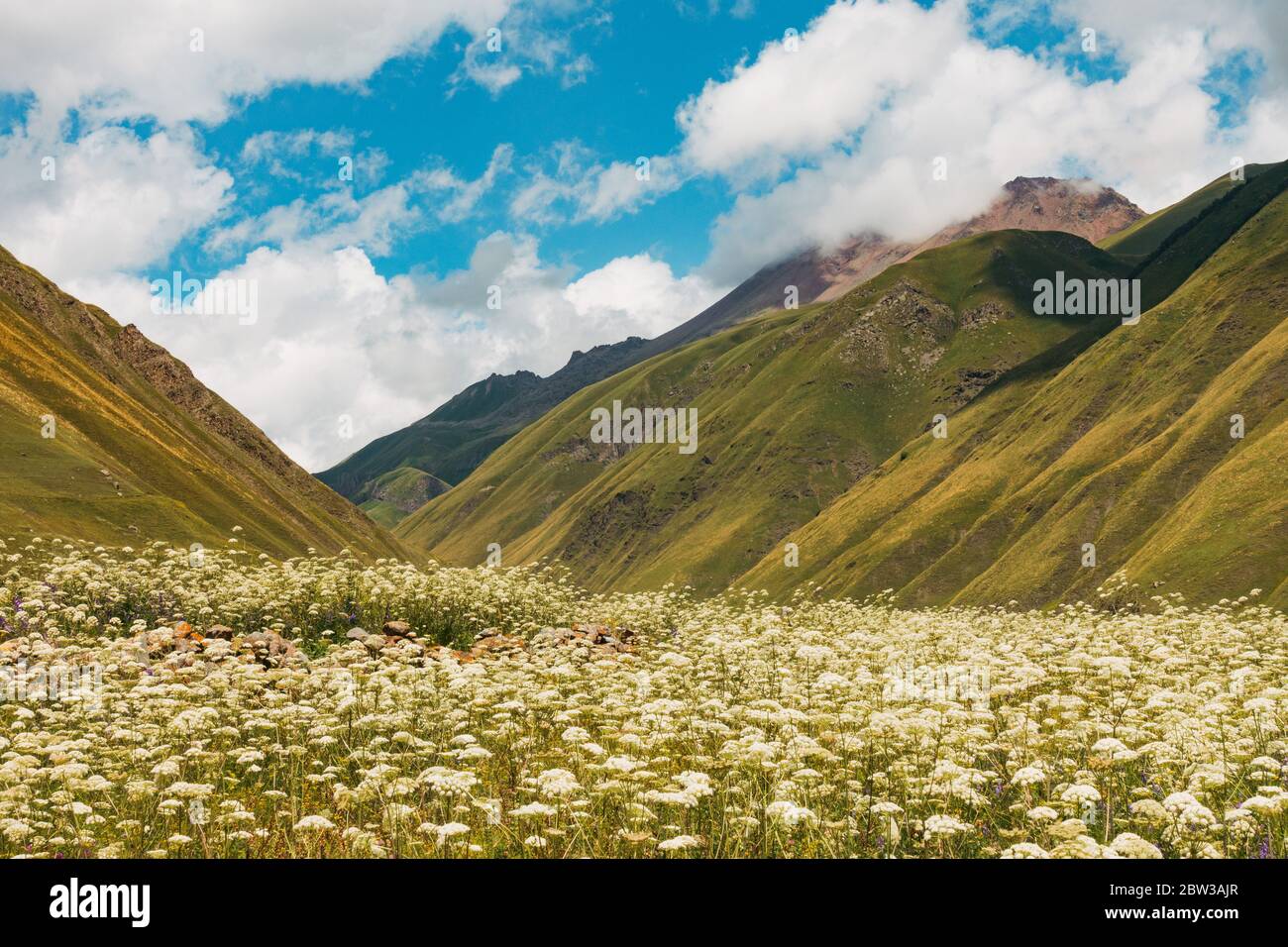 A field of yarrow flowers on a warm summer day in Truso Valley, Kazbegi