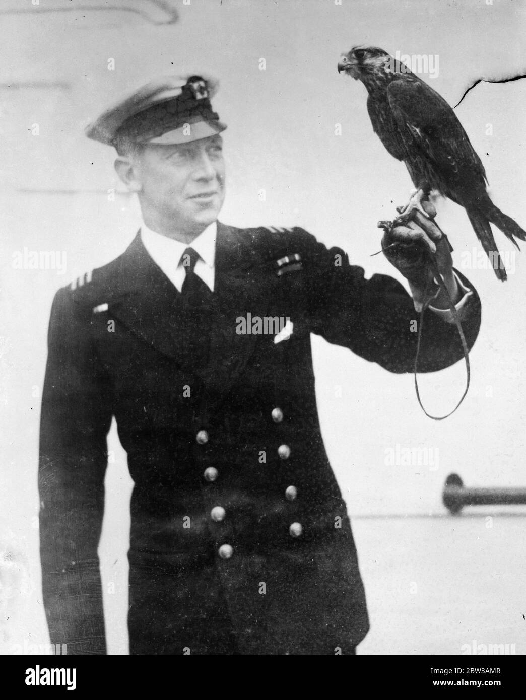 Falcon as ship mate . A falcon which was blown aboard the SS Orara in the middle of the Red Sea was adopted by the crew of the ship . Photo shows Chief officer W J S Metcalf of the SS Orara , with the falcon poised on his wrist . 14 September 1934 Stock Photo
