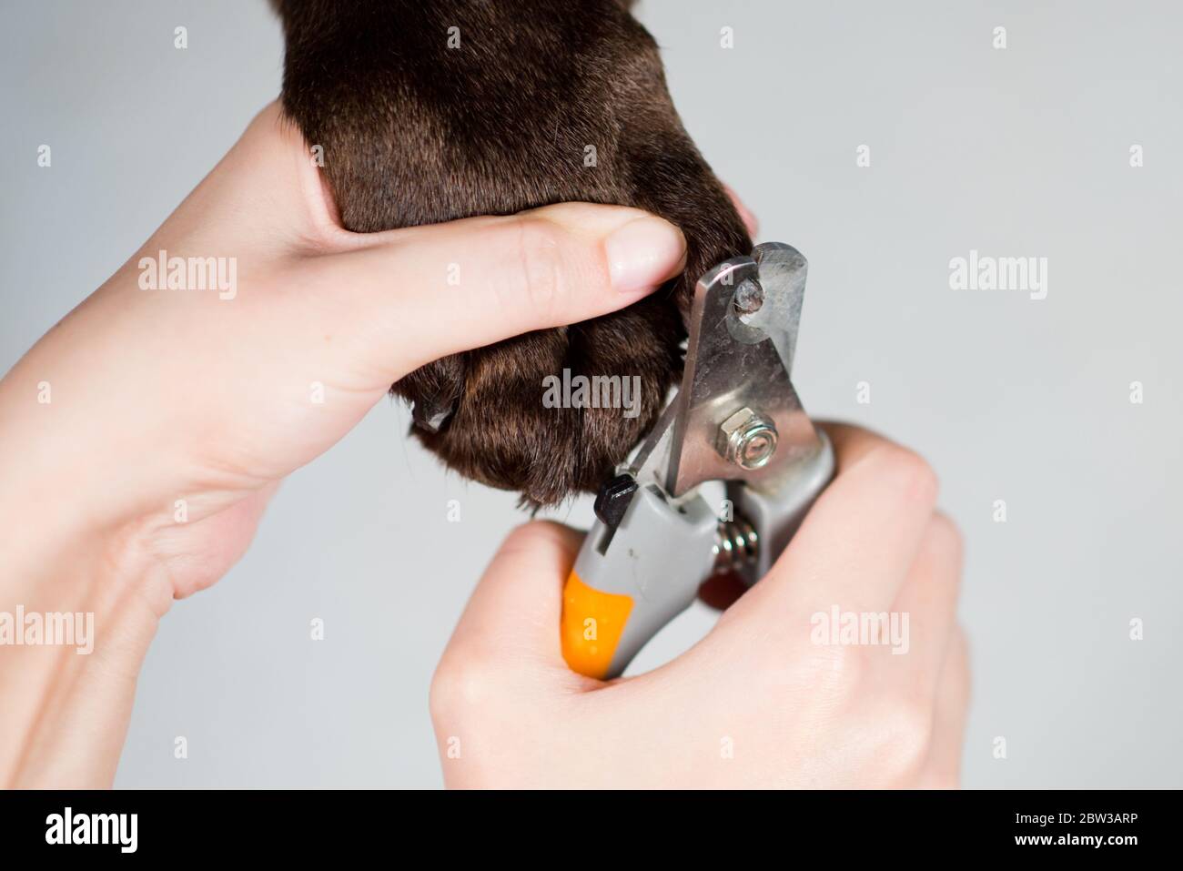 Cutting a dog's claws using a claw cutter Stock Photo Alamy