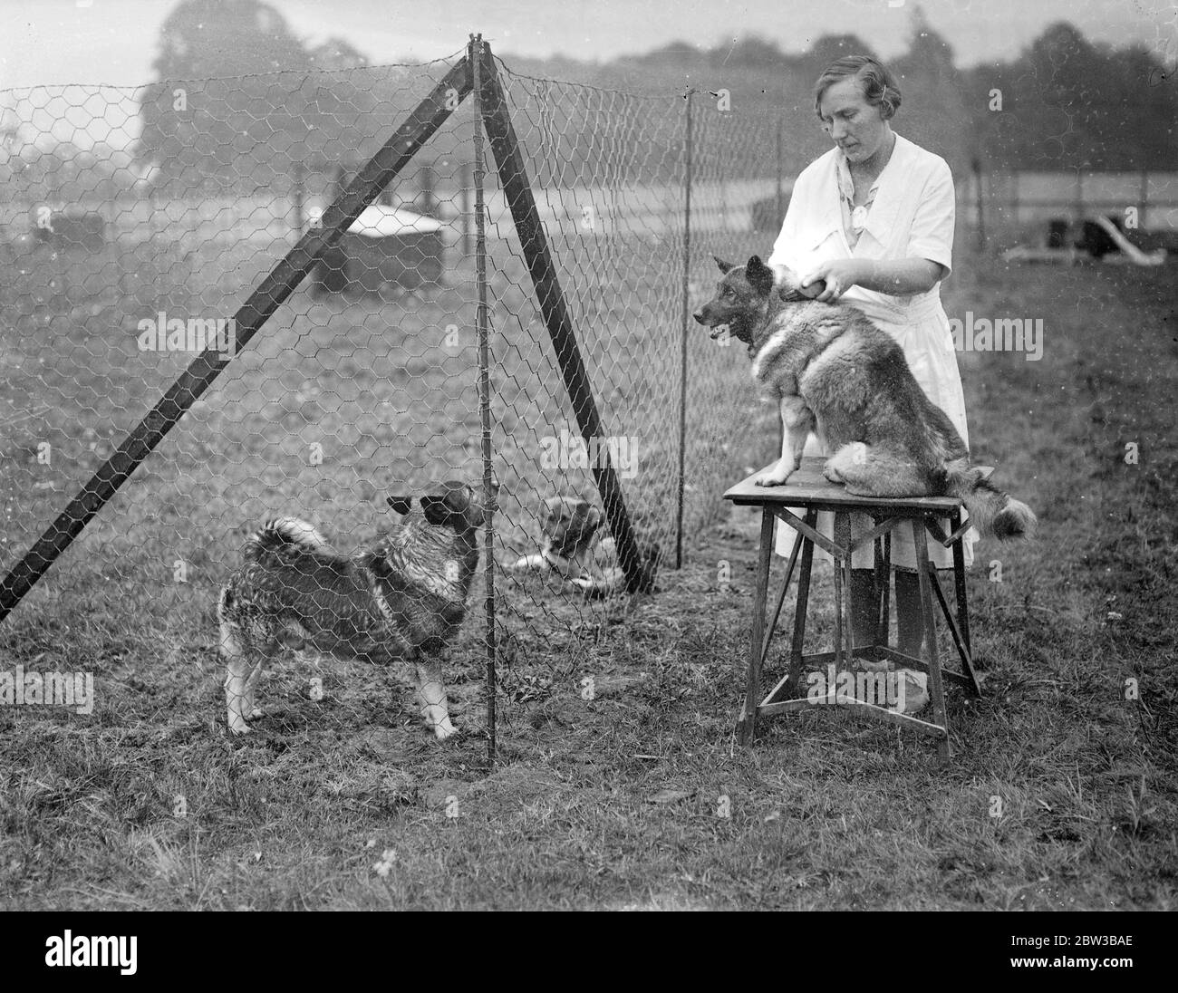 Getting ready for The Kennel Club show at Crystal Palace , London . 9 October 1934 . Stock Photo