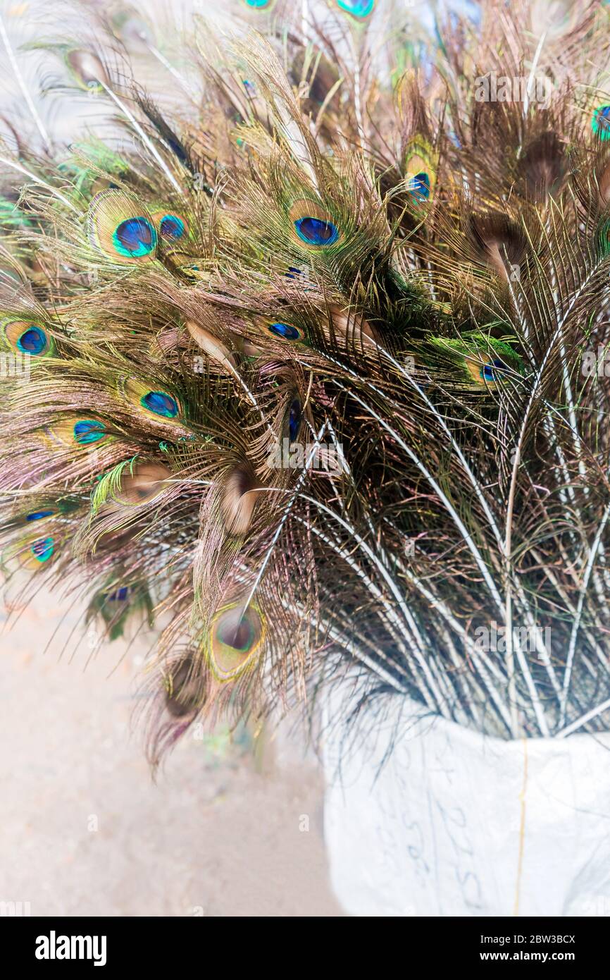 Collection of Peacock Feathers Stock Photo