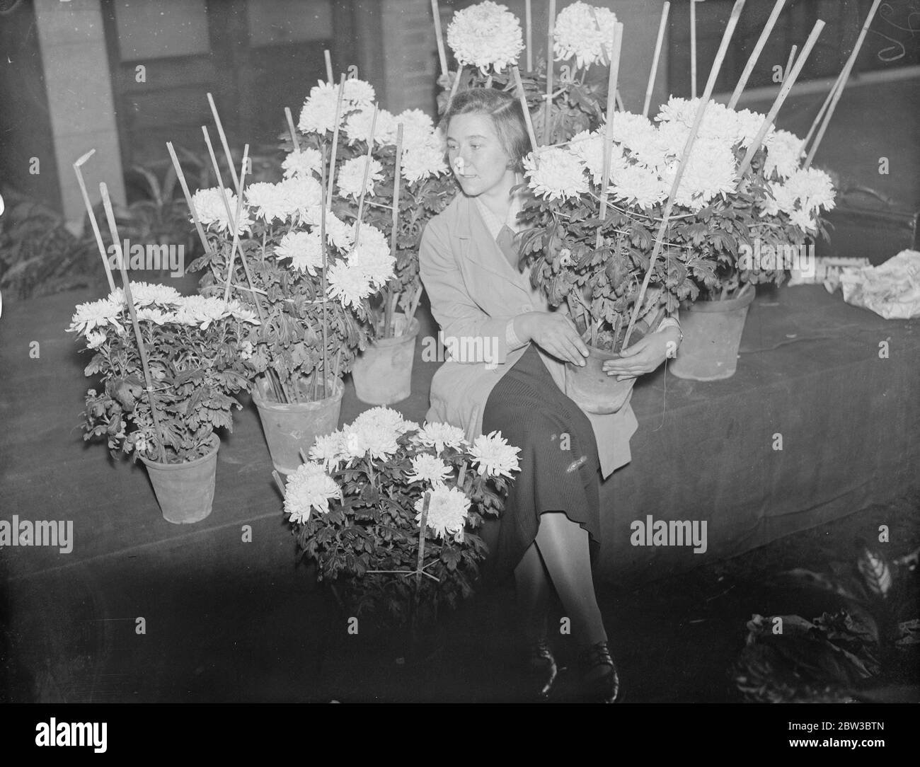 Chrysanthemums at a London show . 22 October 1934 Stock Photo