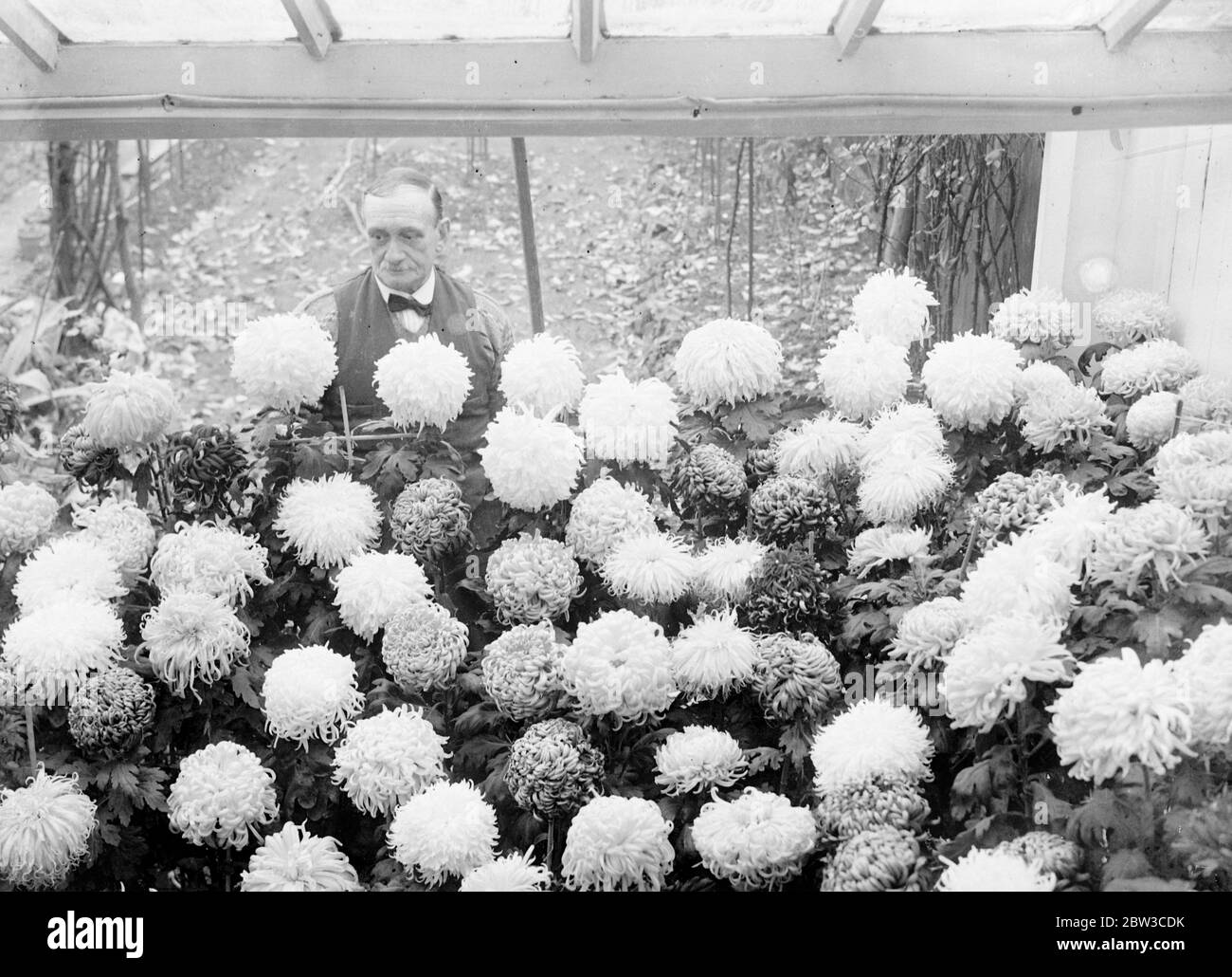 A private flower show . Mr Kipping of Southend with his chrysanthemums . 16 November 1934 Stock Photo