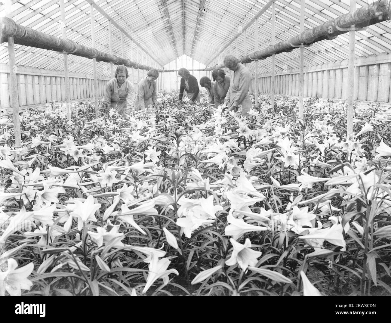 Lilies for Princess Marina ' s wedding bouquet , grown in Hampton by the Worshipful Company of Gardeners . 15 November 1934 Stock Photo