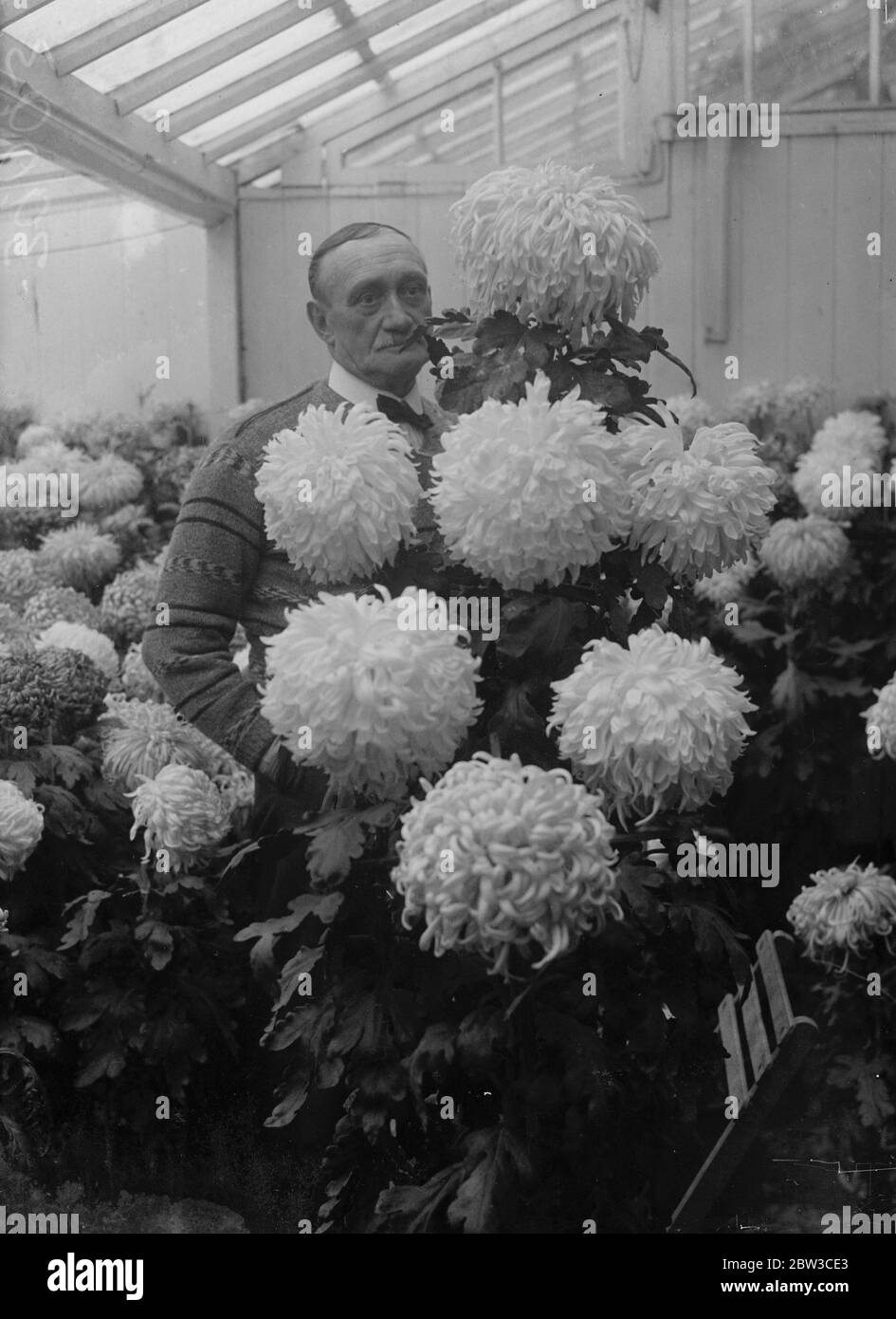 A private flower show . Mr Kipping of Southend with his chrysanthemums . 16 November 1934 Stock Photo