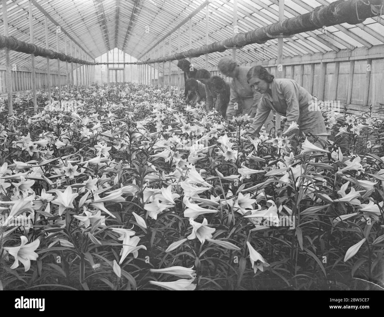 Lilies for Princess Marina ' s wedding bouquet , grown in Hampton by the Worshipful Company of Gardeners . 15 November 1934 Stock Photo