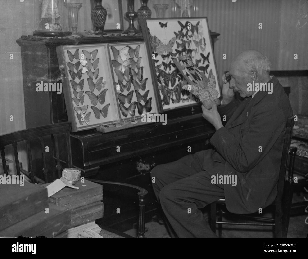 73 year old butterfly hunter back in London after trip to Amazon jungles . Photo shows , Mr Walter Dannatt mounting a huge moth at his home . 30 October 1935 Stock Photo