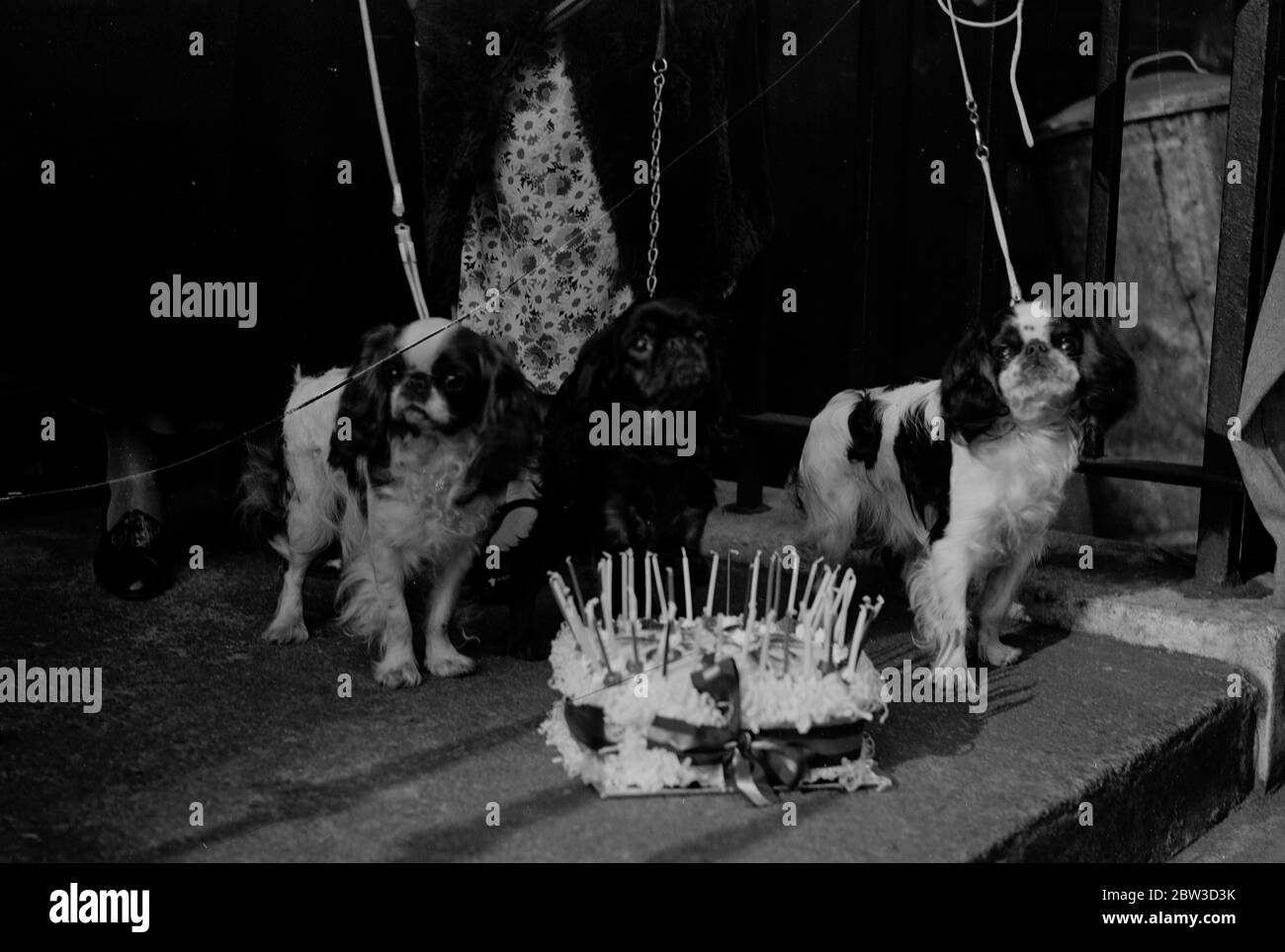 Jubilee Show of King Charles Spaniel Club at Trinity Church Hall . Left to right - Dainty Duchess , Elmdale Cinderlille , and Count Carol , with the Jubilee birthday cake . 25 October 1935 Stock Photo