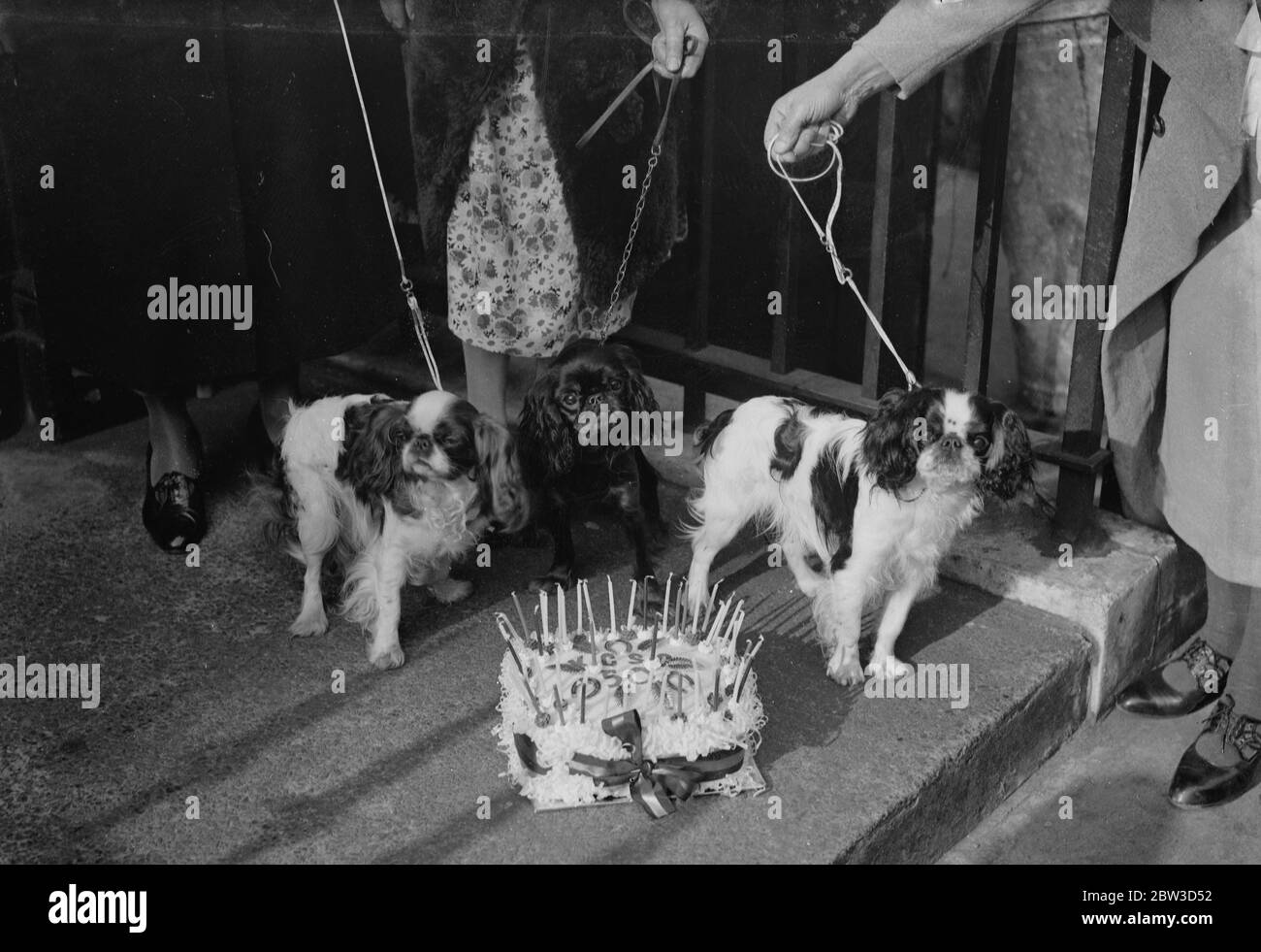 Jubilee Show of King Charles Spaniel Club at Trinity Church Hall . Left to right - Dainty Duchess , Elmdale Cinderlille , and Count Carol , with the Jubilee birthday cake . 25 October 1935 Stock Photo