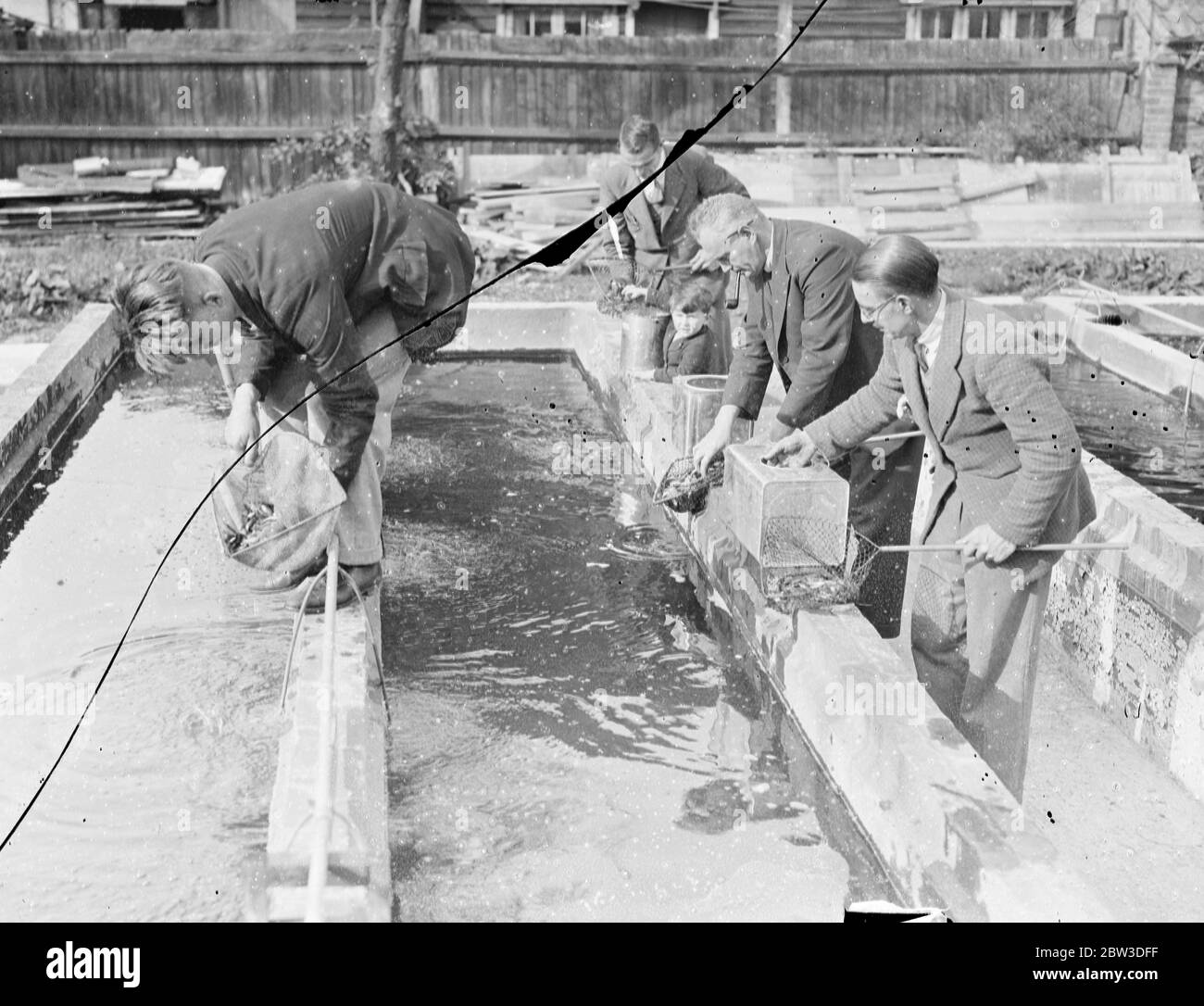 Keeping England on the goldfish standard . Thousands imported from Italy before sanctions . Transferring fresh arrivals to a huge tank at an Alperton fisheries . 18 October 1935 Stock Photo