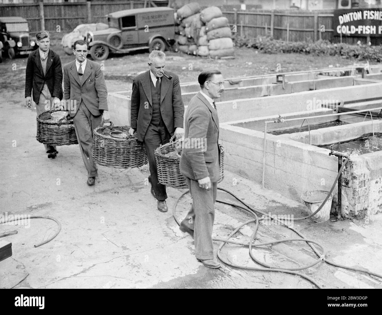 Keeping England on the goldfish standard . Thousands imported from Italy before sanctions . Unloading part of the days huge consignment of goldfish at an Alperton fisheries . 18 October 1935 Stock Photo