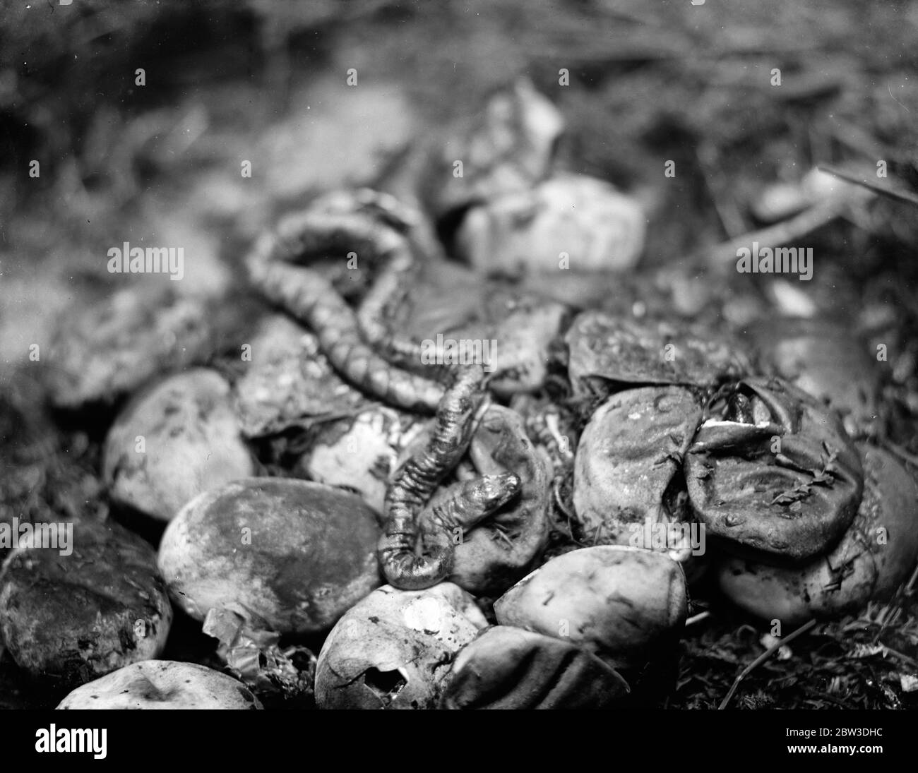 Zoo 's first baby python born . The Zoo 's first baby python ...