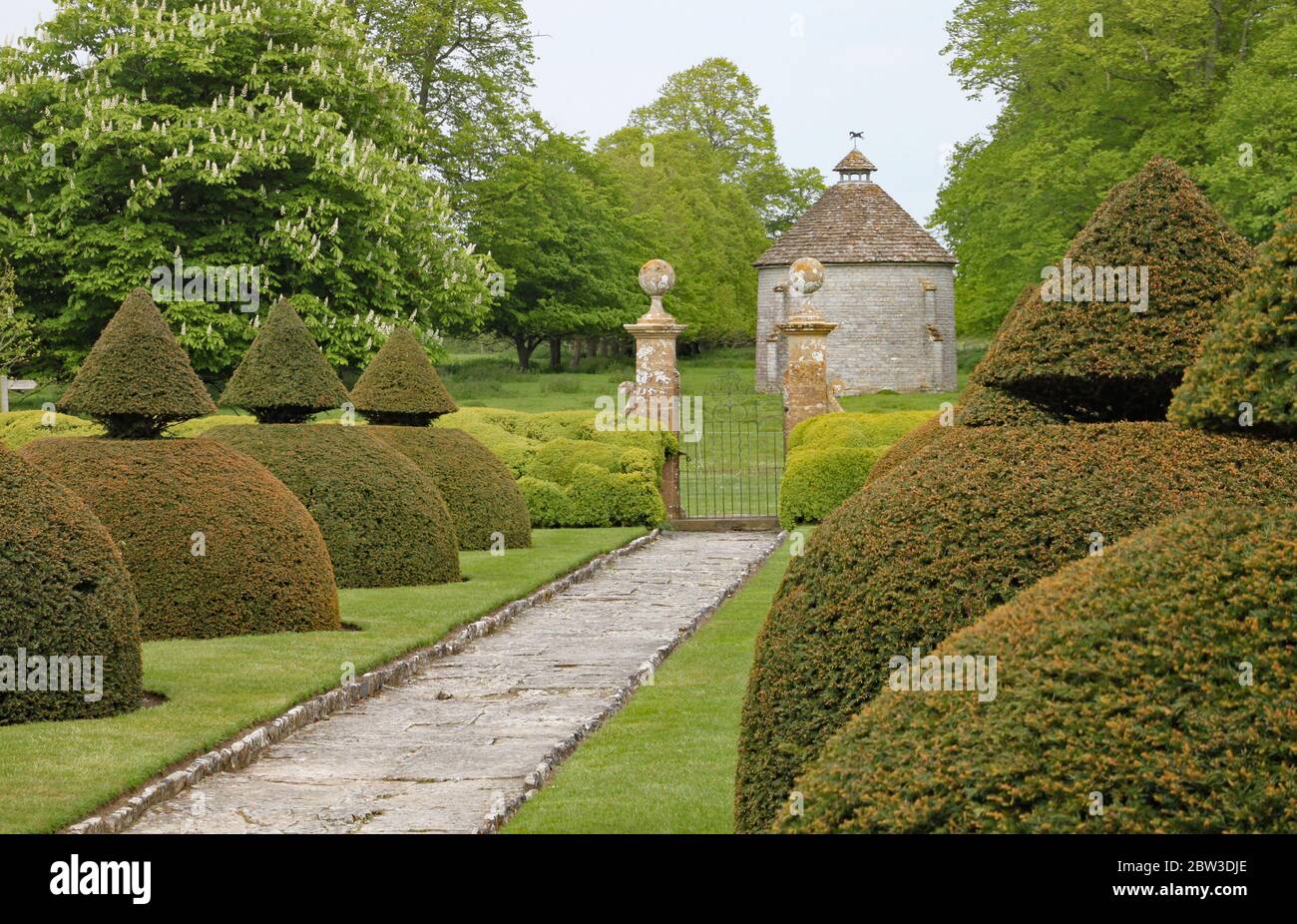 An English country garden with rounded topiary bushes with a conical top Stock Photo