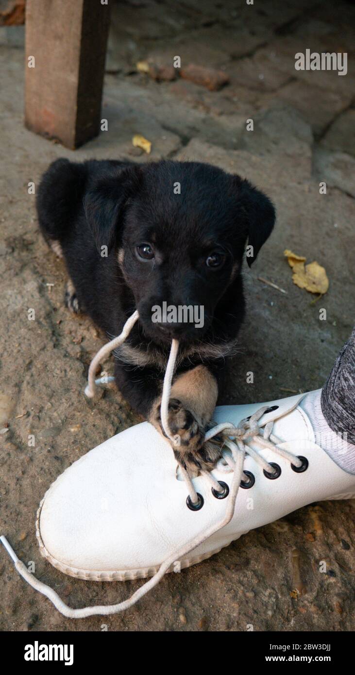 Biting shoes hires stock photography and images Alamy