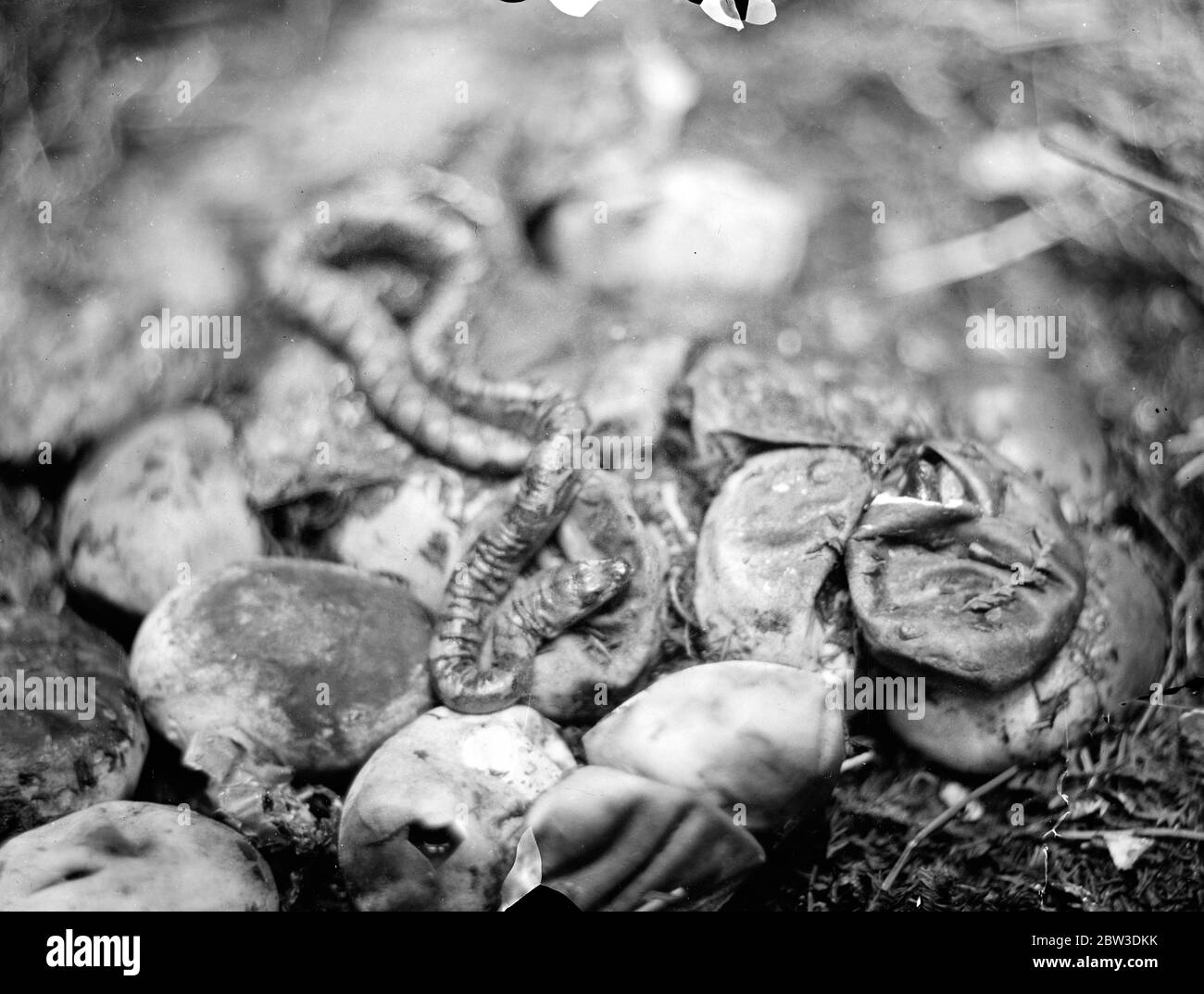 Zoo 's first baby python born . The Zoo 's first baby python photographed just after it had emerged from the egg . On right another young python is about to break from the shell . 4 October 1935 Stock Photo