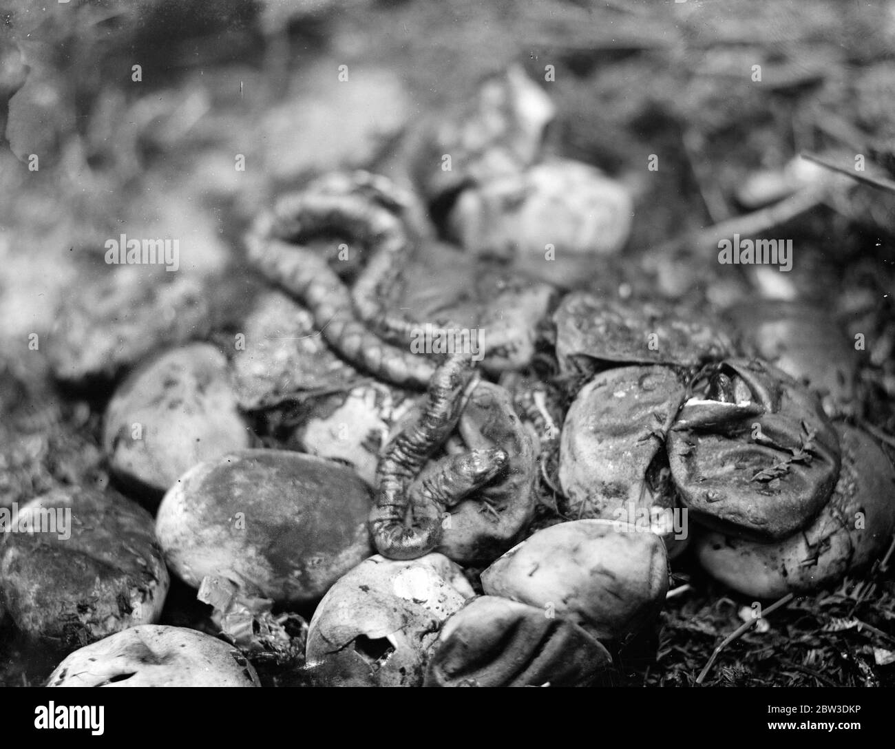 Zoo 's first baby python born . The Zoo 's first baby python photographed just after it had emerged from the egg . On right another young python is about to break from the shell . 4 October 1935 Stock Photo