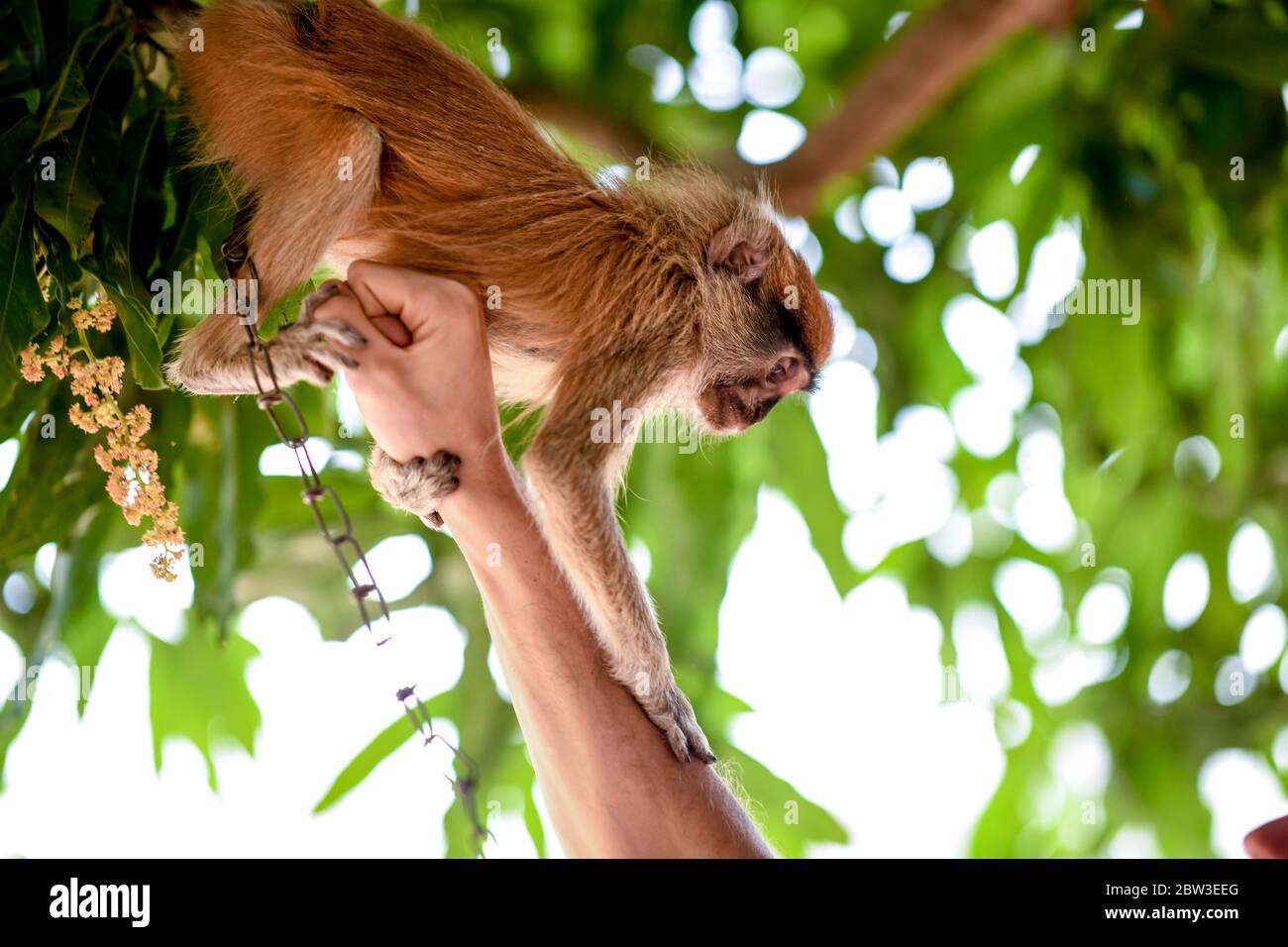 Africa, West Africa, Togo, Kara, Sarakawa. Portrait of a monkey in Sarakawa Park. Stock Photo