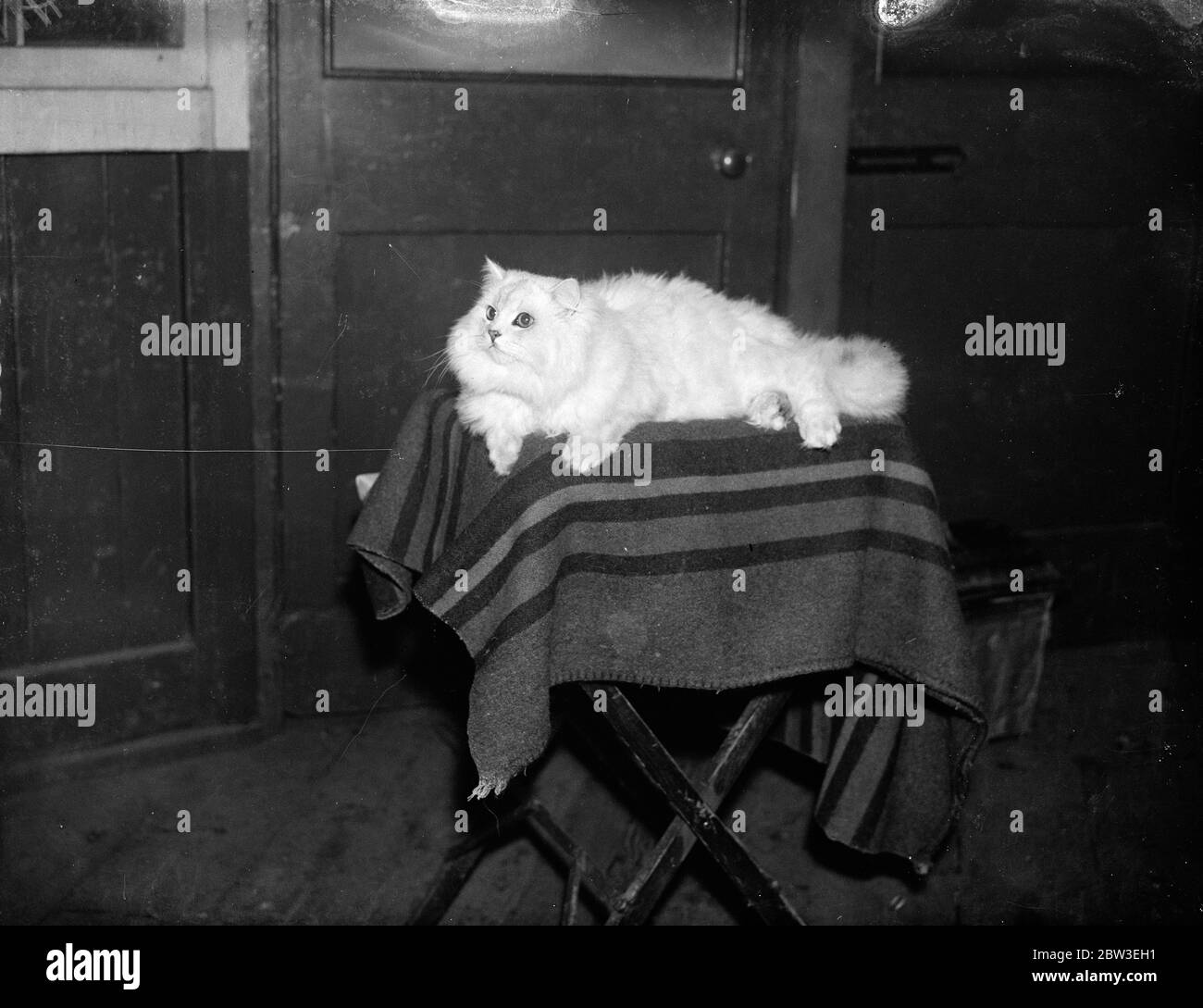 Champion cat at the National Cat Show held at the Crystal Palace and owned by Miss Audrey Steer . 5 December 1934 Stock Photo