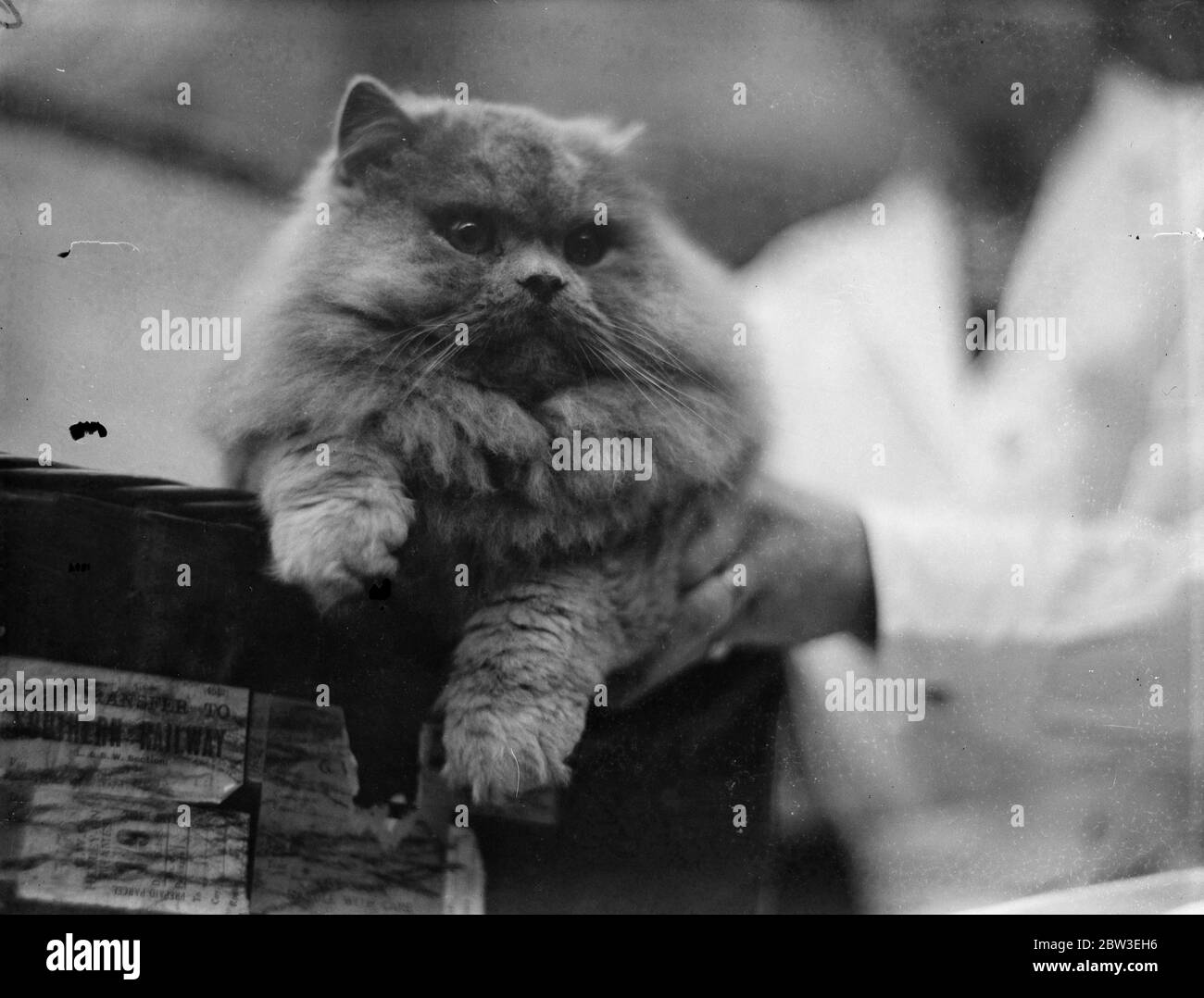 One of the cats to be seen at the National Cat Show held at the Crystal Palace , London . 5 December 1934 Stock Photo