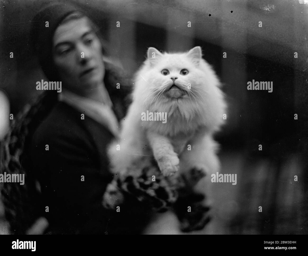 Donnybruin of Nork  who won a first prize at the National Cat Show . 5 December 1934 Stock Photo