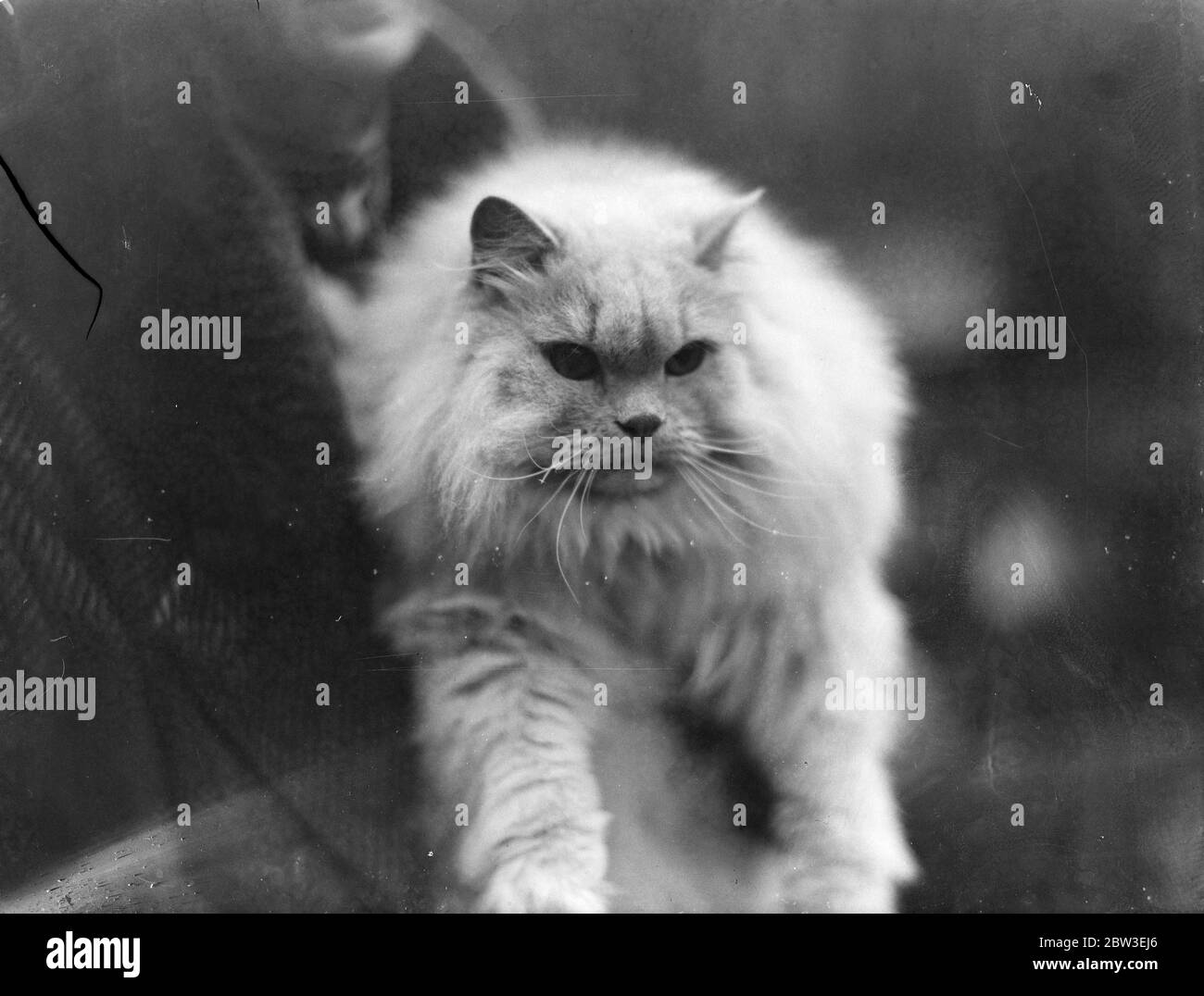 Donnybruin of Nork  who won a first prize at the National Cat Show . 5 December 1934 Stock Photo