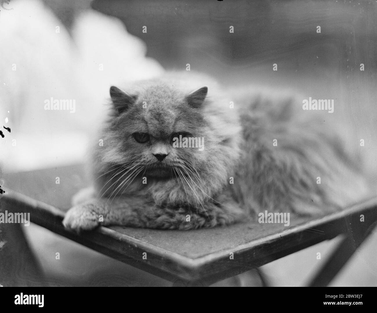 One of the cats to be seen at the National Cat Show held at the Crystal Palace , London . 5 December 1934 Stock Photo