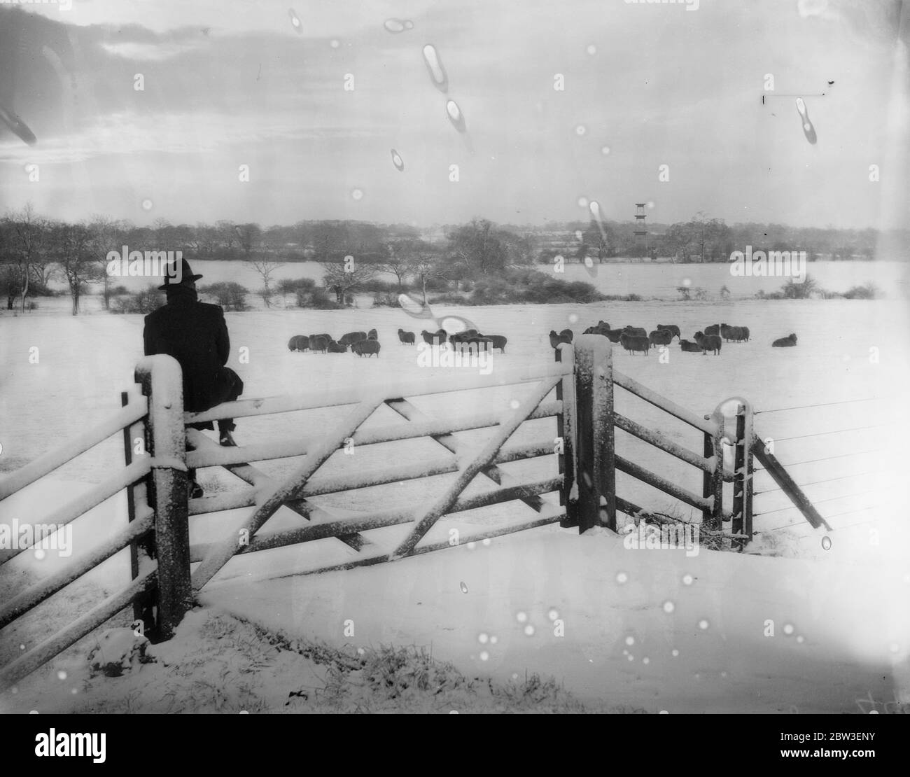 Snow falls heavily in the home counties . Sheep in snow on Barnet by - pass . 12 January 1935 Stock Photo