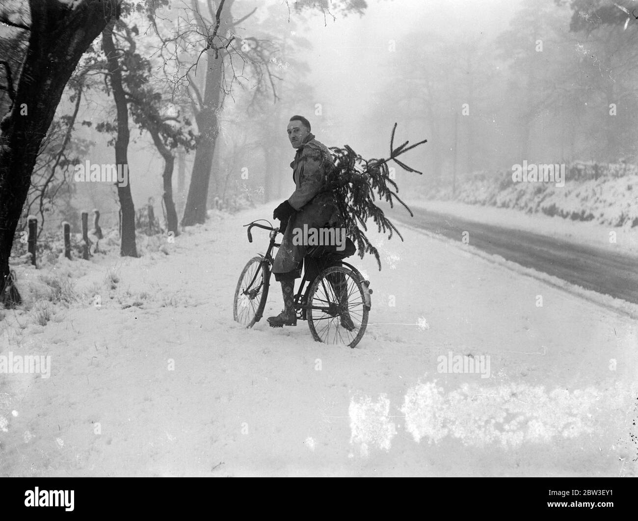 Carrying home his christmas tree . Cheshire and Derbyshire seem assured of a white christmas . Snow has fallen covering the moors to a depth of several inches . Photo shows , carrying home his christmas tree in true christmas weather at Alderley Edge , Cheshire . 21 December 1935 Stock Photo