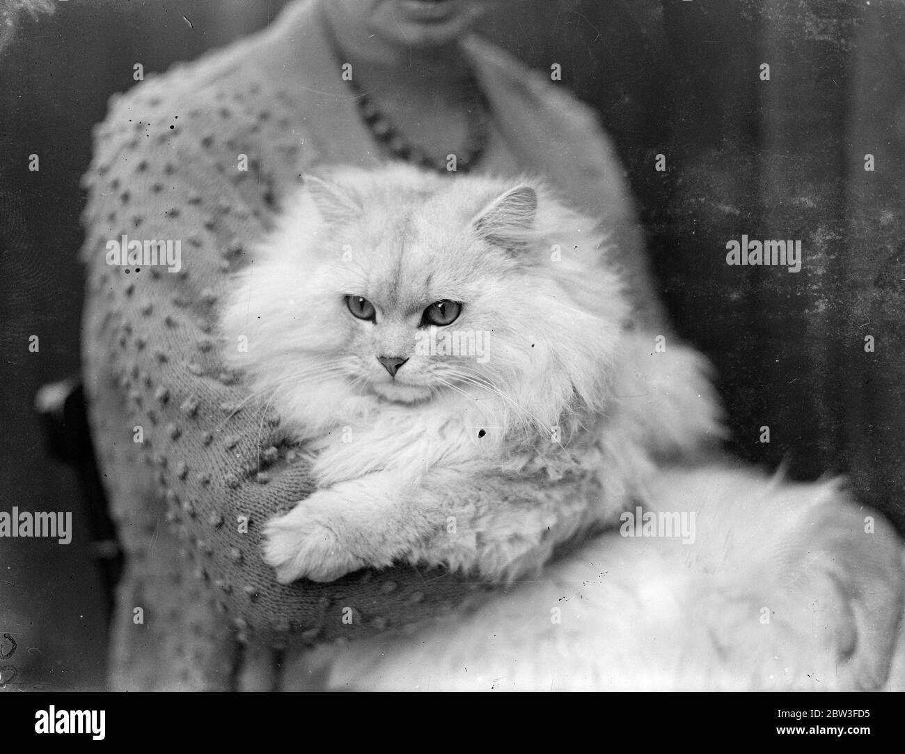 Chinchilla cat makes a habit of ' firsts ' at Southern Counties Cat show . Photo shows , Mrs R Davies with her Chinchilla ' Davies Ancherin Jumbo ' . 23 January 1935 Stock Photo