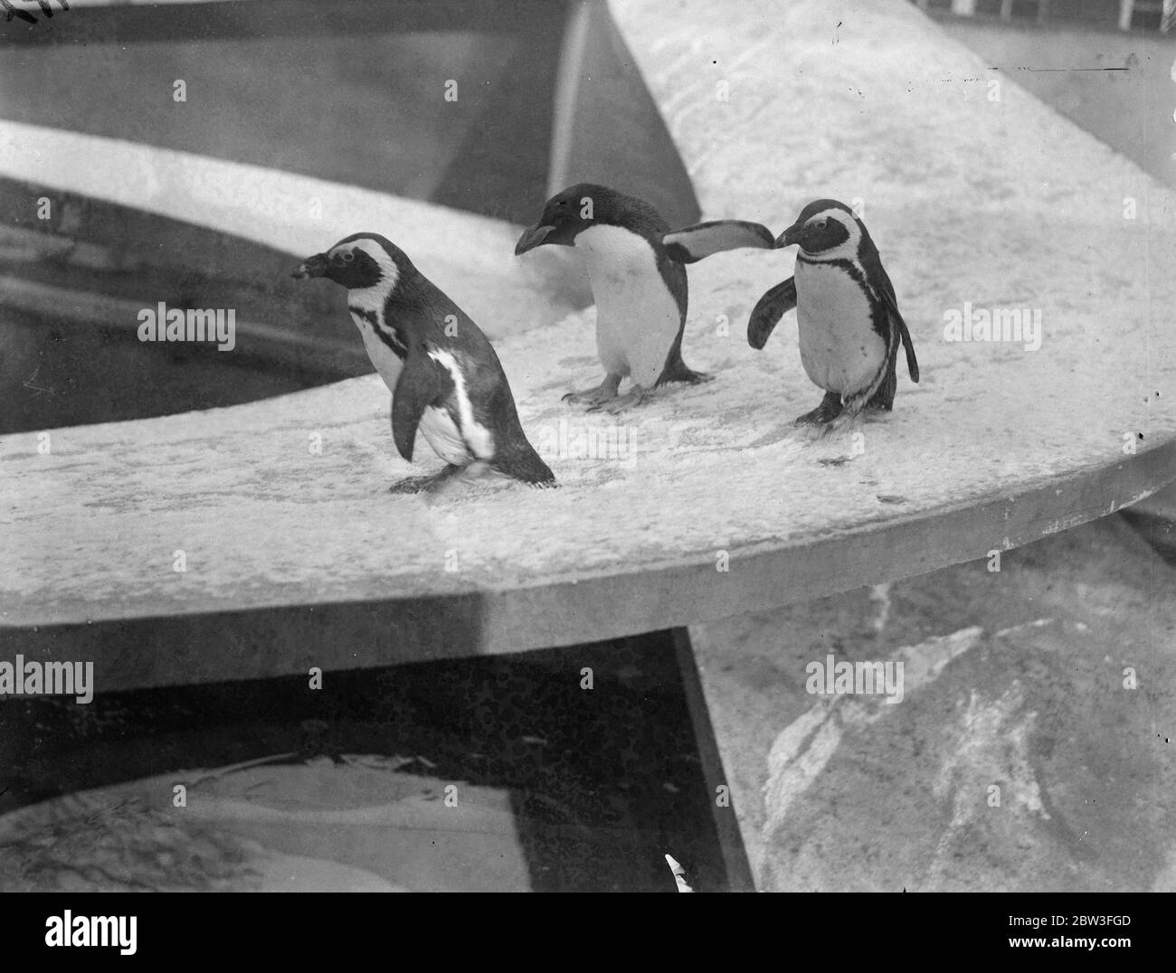 Zoo penguins make merry in the cold . Photo shows ; Penguins sliding down their snow covered chute at London Zoo . 28 January 1935 Stock Photo