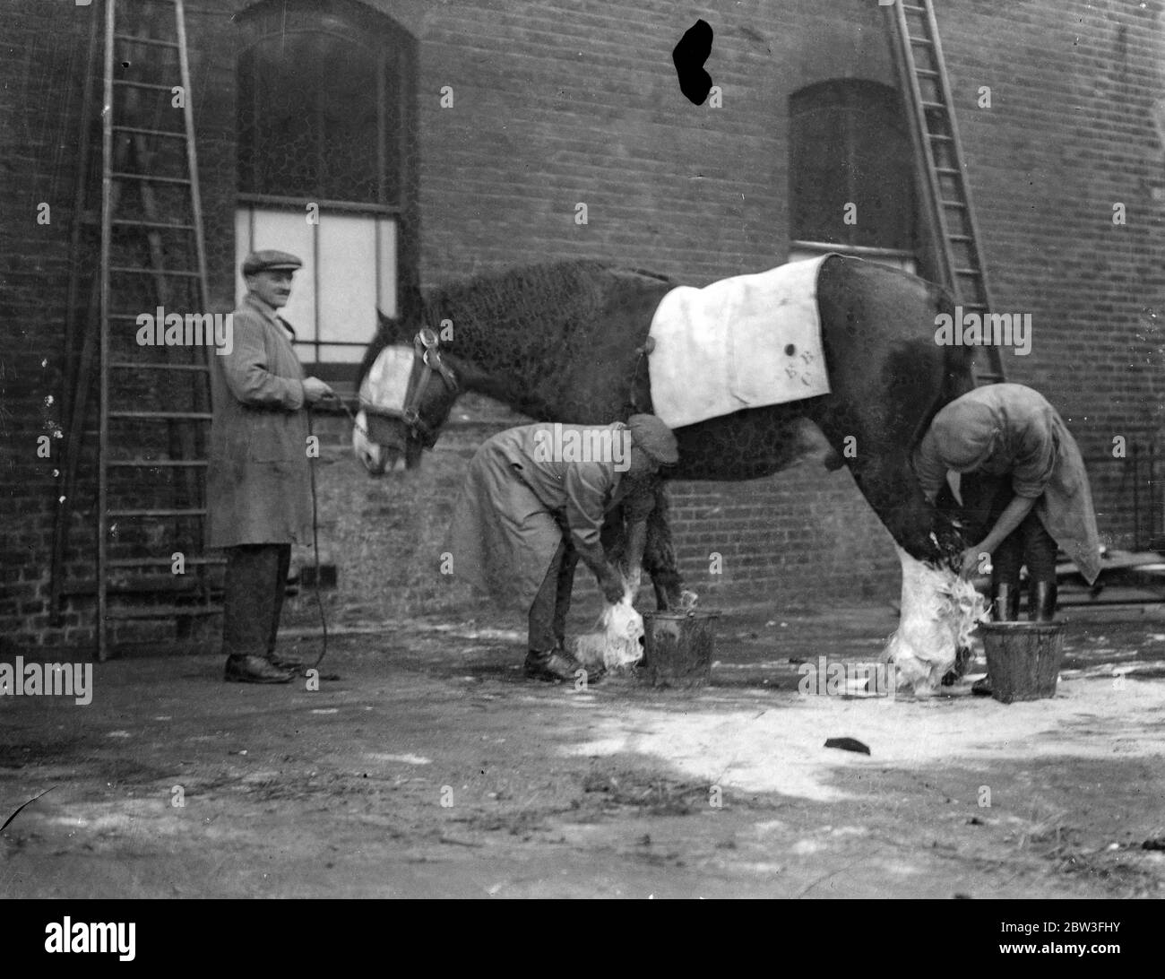Arrivals for Shire Horse Show at the Royal Agricultural Hall , Islington , London . Washing one of the horses on his arrival for the show . 29 January 1935 Stock Photo