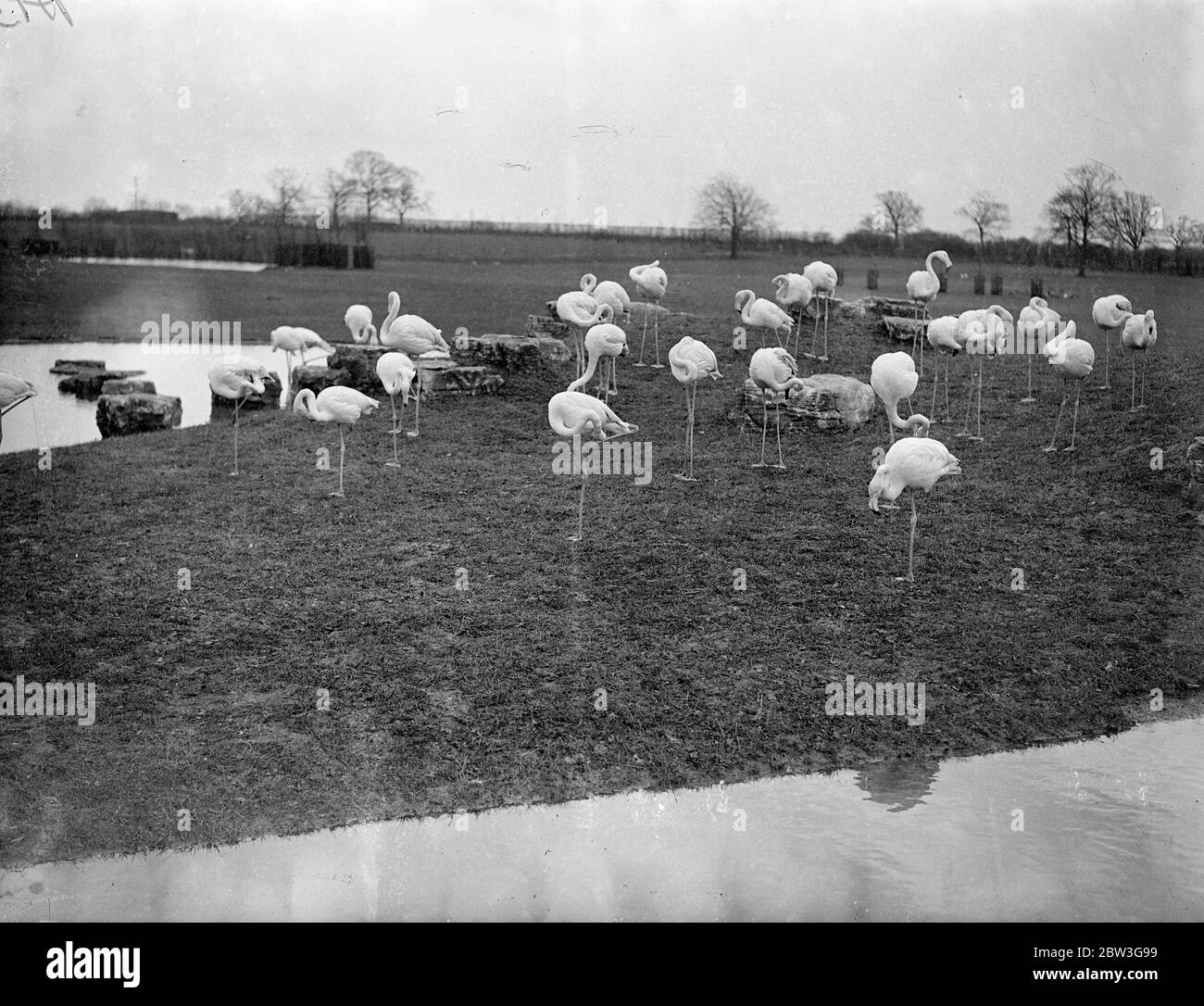 Flamingoes in their new quarters at Whipsnade . The flamingoes at the Whipsnade Zoo are now making themselves at home in the new quarters to which they have just moved . Photo shows , Flamingoes ' toilet time in their new quarters at Whipsnade . 11 April 1936 Stock Photo