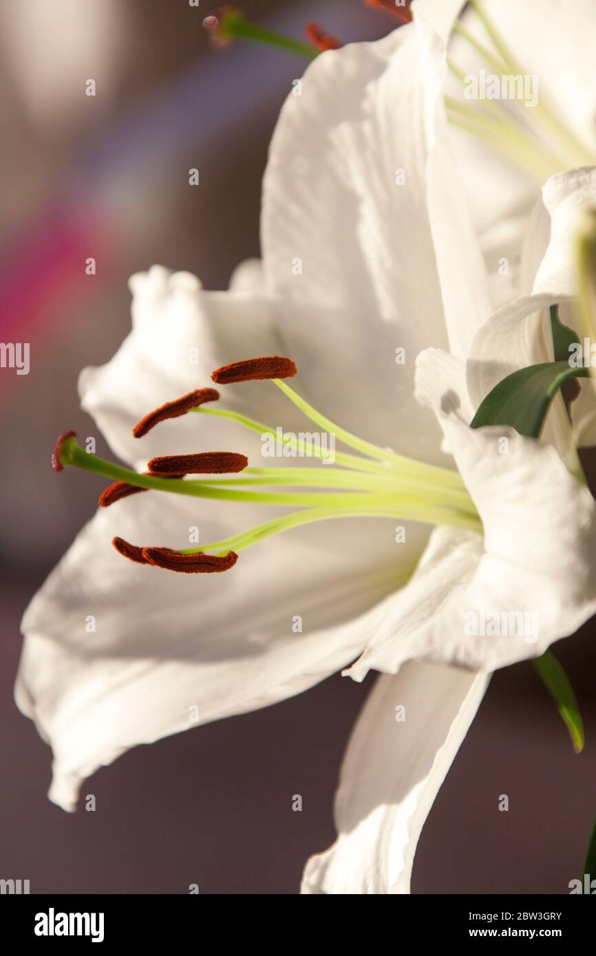 Picturesque close up view of a white lily in full bloom. Stock Photo