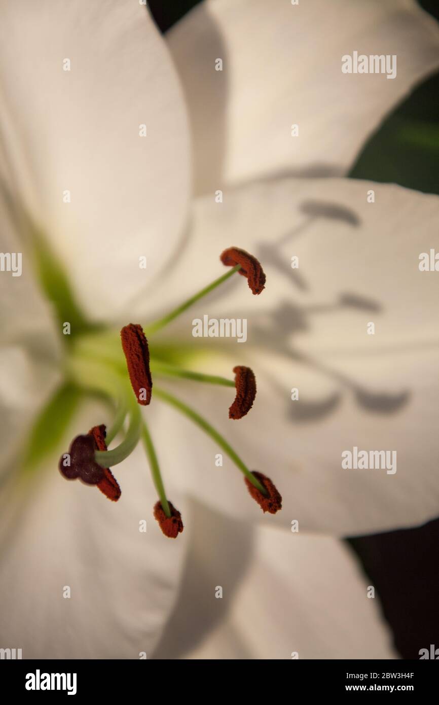 Picturesque close up view of a white lily in full bloom. Stock Photo