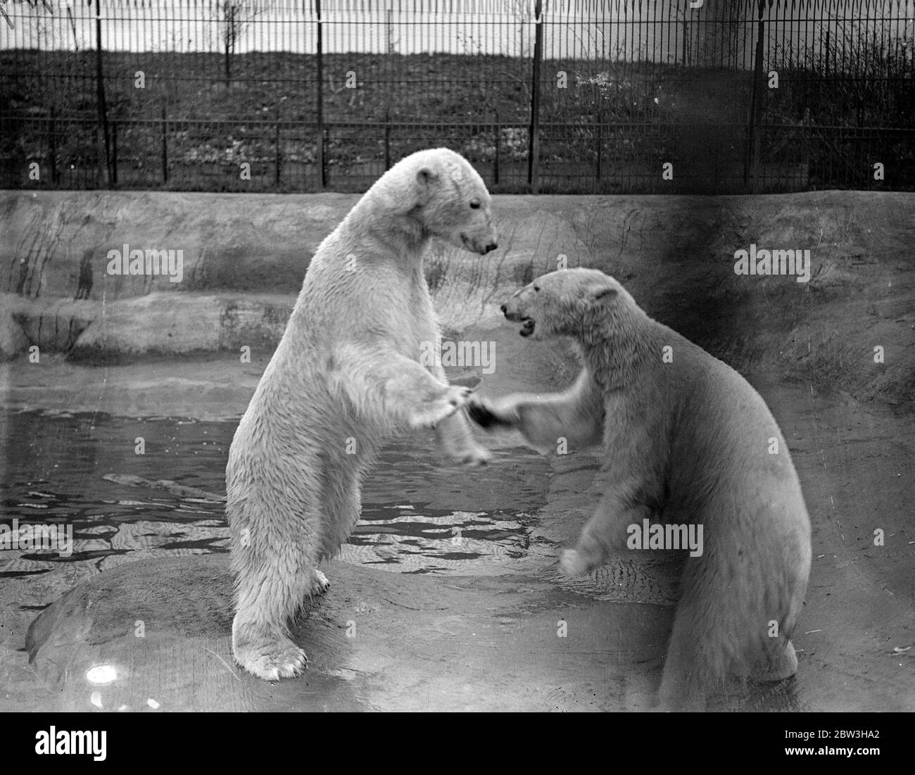 Stand up fight , but it's all in fun . Sam and Barbara , the Whipsnade polar bears , have developed the habit of fighting their differences out in the pool of their den at the Bedfordshire Zoo Barbara discovered that nothing annoyed Sam more than a good splashing . Sam in turn responded by ducking his mate beneath the water . But although there ' s a lot of snarling and growling , nothing very serious comes from their fighting . they make it up eventually and , like all devoted couples determine never to do it again , until the next time . Photo shows , Sam and Barbara appear to be shaking ' h Stock Photo