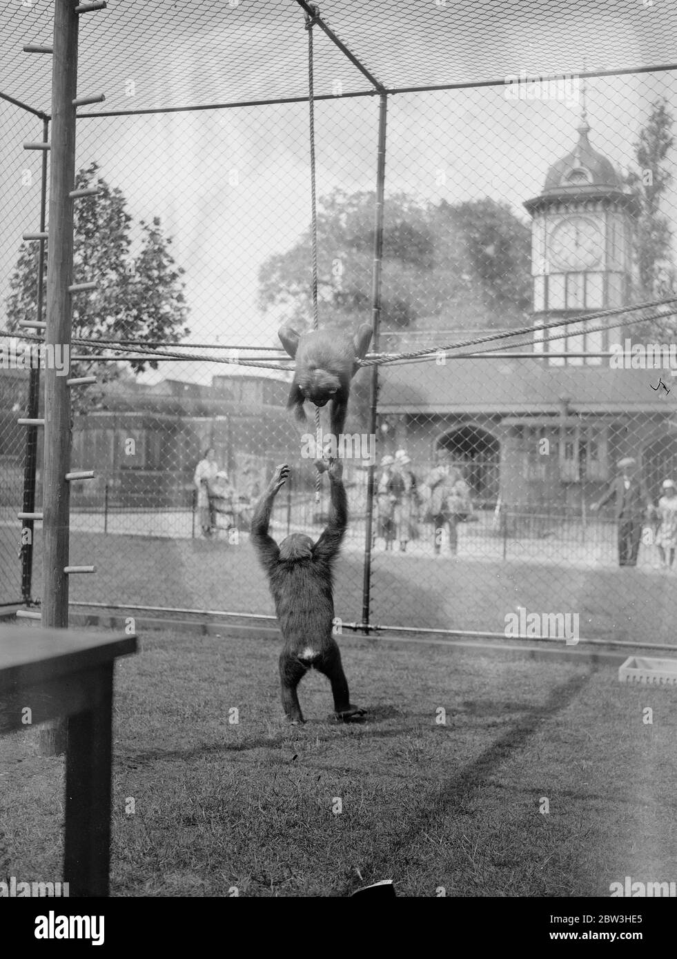 Zoo Chimpanzees rehearse for first open air party . Photo shows Fifi and Jackie playing on the trapeze in their new playground . 2 July 1935 Stock Photo