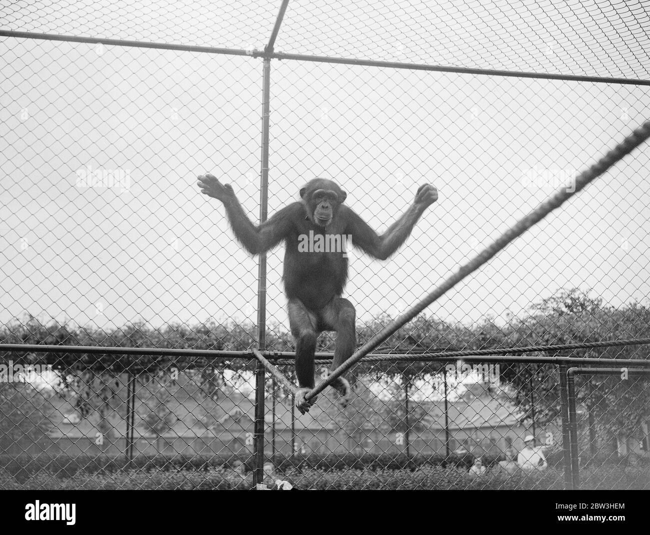 Zoo Chimpanzees rehearse for first open air party . Photo shows Fifi demonstrating her tight rope act during a rehearsal 2 July 1935 Stock Photo