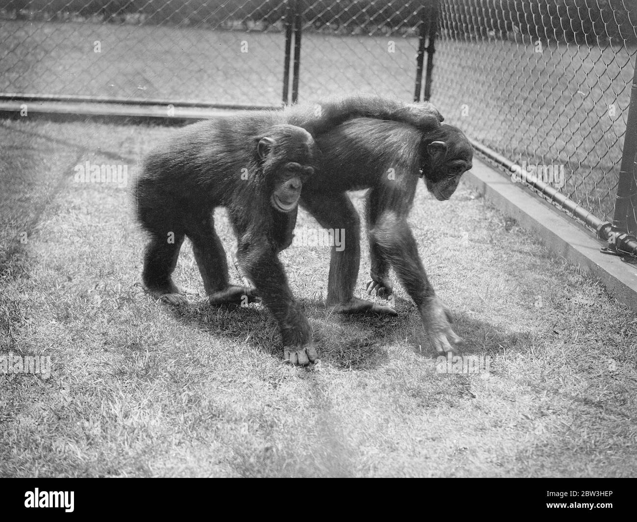 Zoo Chimpanzees rehearse for first open air party . Photo shows Fifi and Jackie playing in their new playground . 2 July 1935 Stock Photo