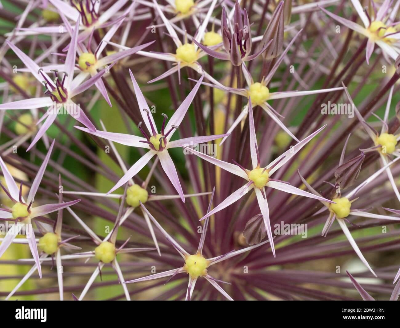 A close up of the lilac star like flowers of Allium christophii Stock Photo