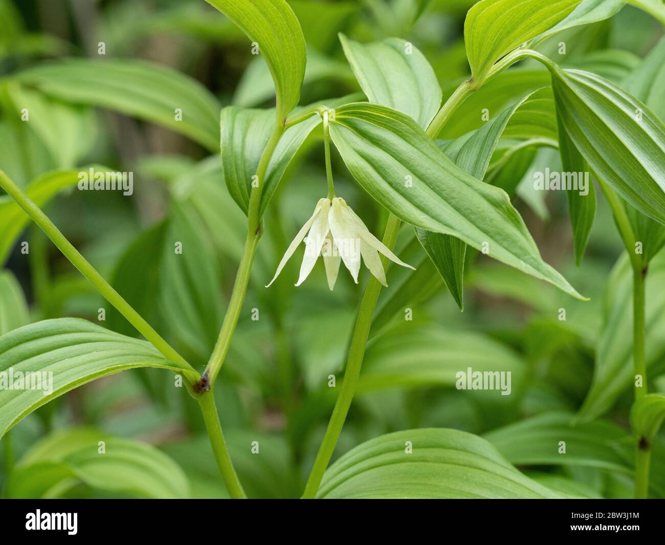 A close up of the delicate white bell shaped flower of Disporum viridescens Stock Photo