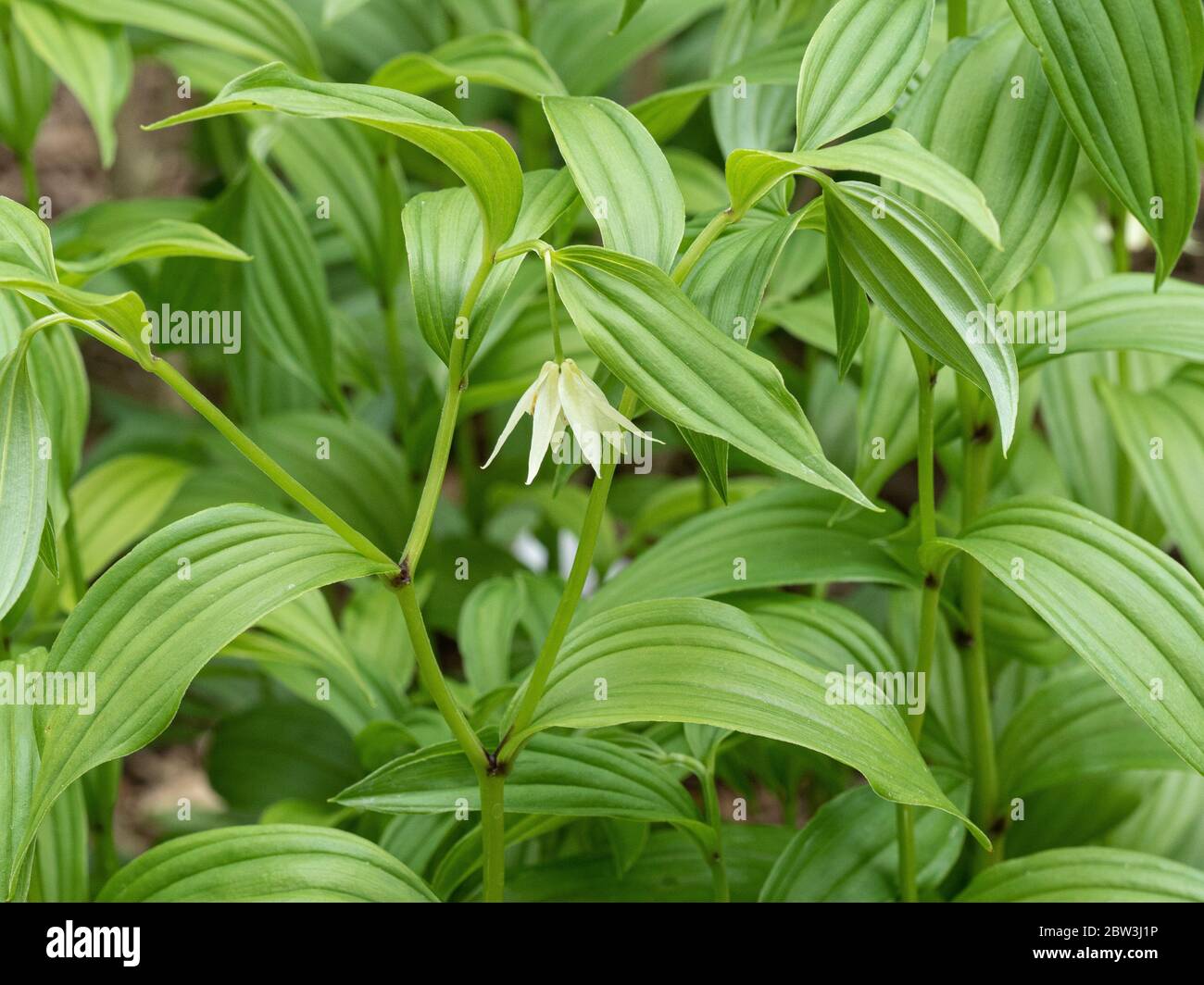 A close up of the delicate white bell shaped flower of Disporum viridescens Stock Photo