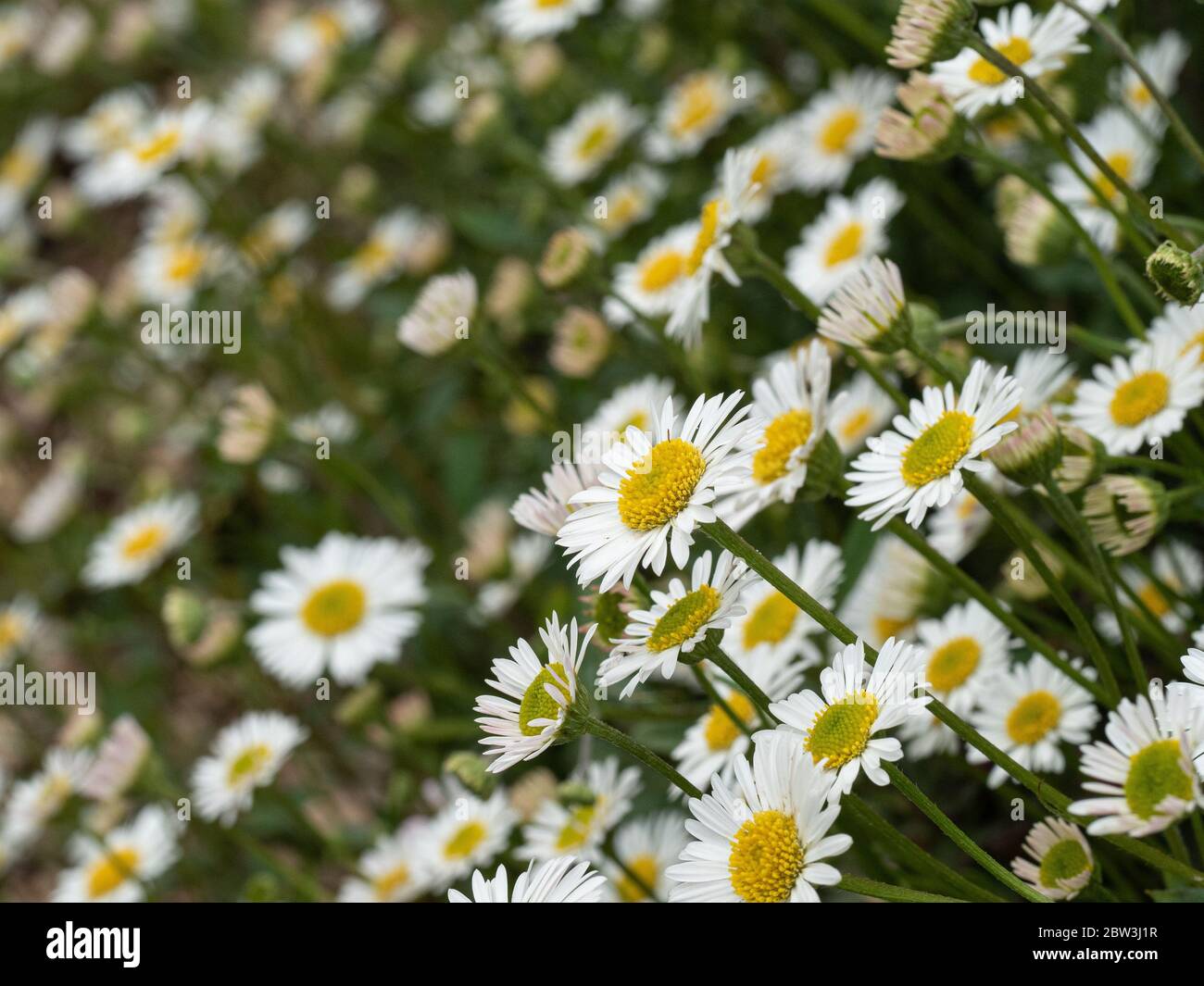 A view of the small daisy like flowers of the low growing Erigeron