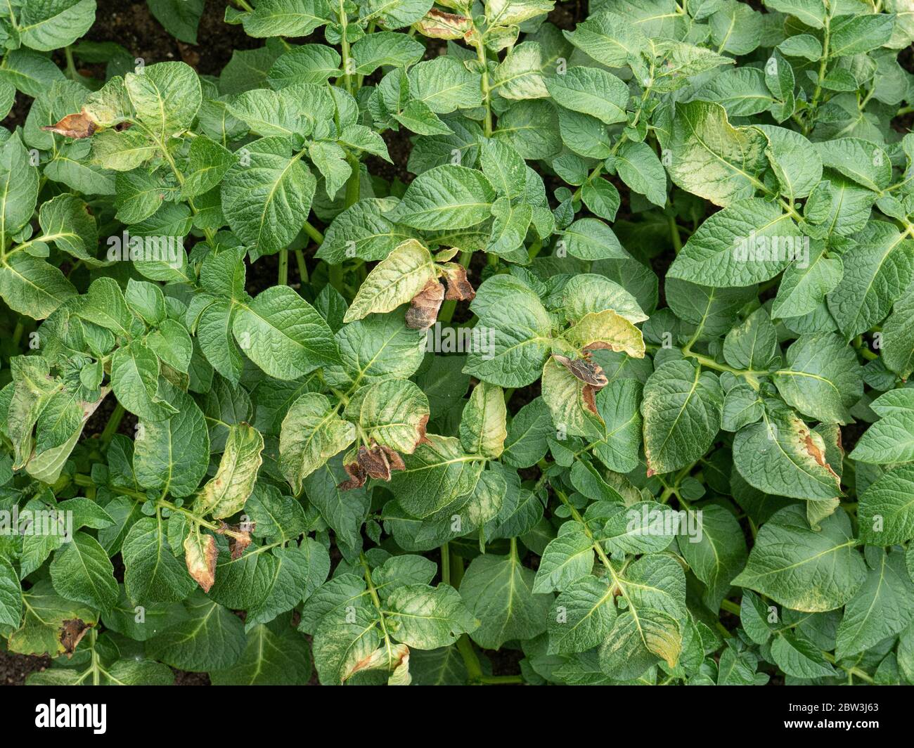 Potato leaves hires stock photography and images Alamy