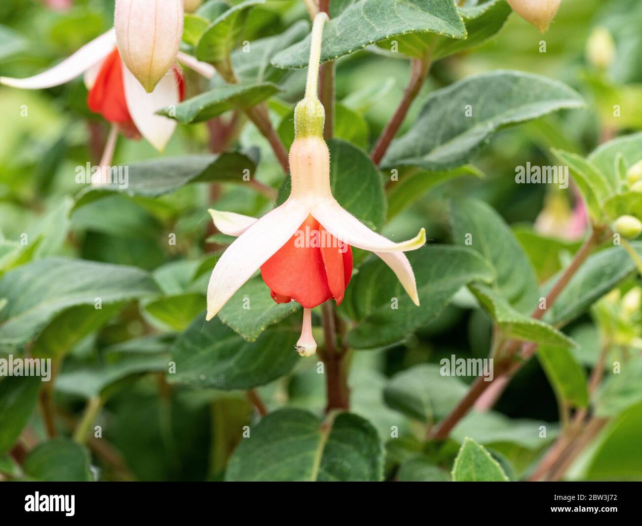 A close up of a single cream and orange red flower of Fuchsia Mandarin ...