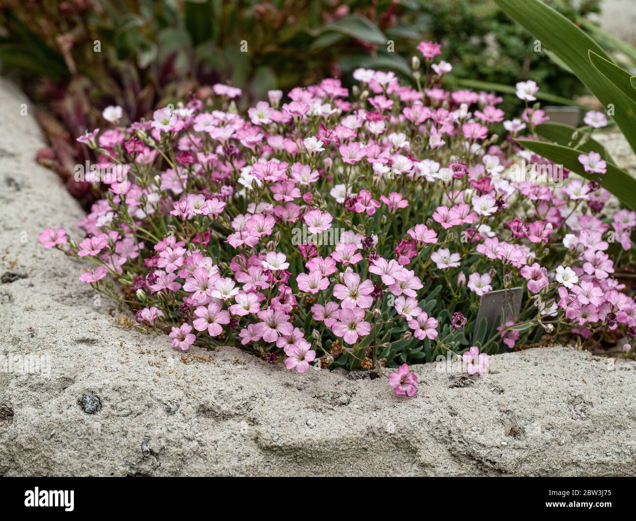 A miniature gypsophila Gypsophila nana growing in the corner of a trough garden showing the delicate pink fading to white flowers Stock Photo