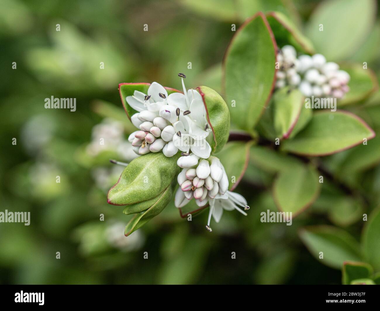 A close up of the short white flower spikes of Hebe Decumbens Stock Photo