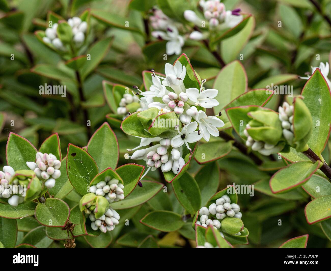A shoot of Hebe decumbens showing the short white flower spikes Stock Photo