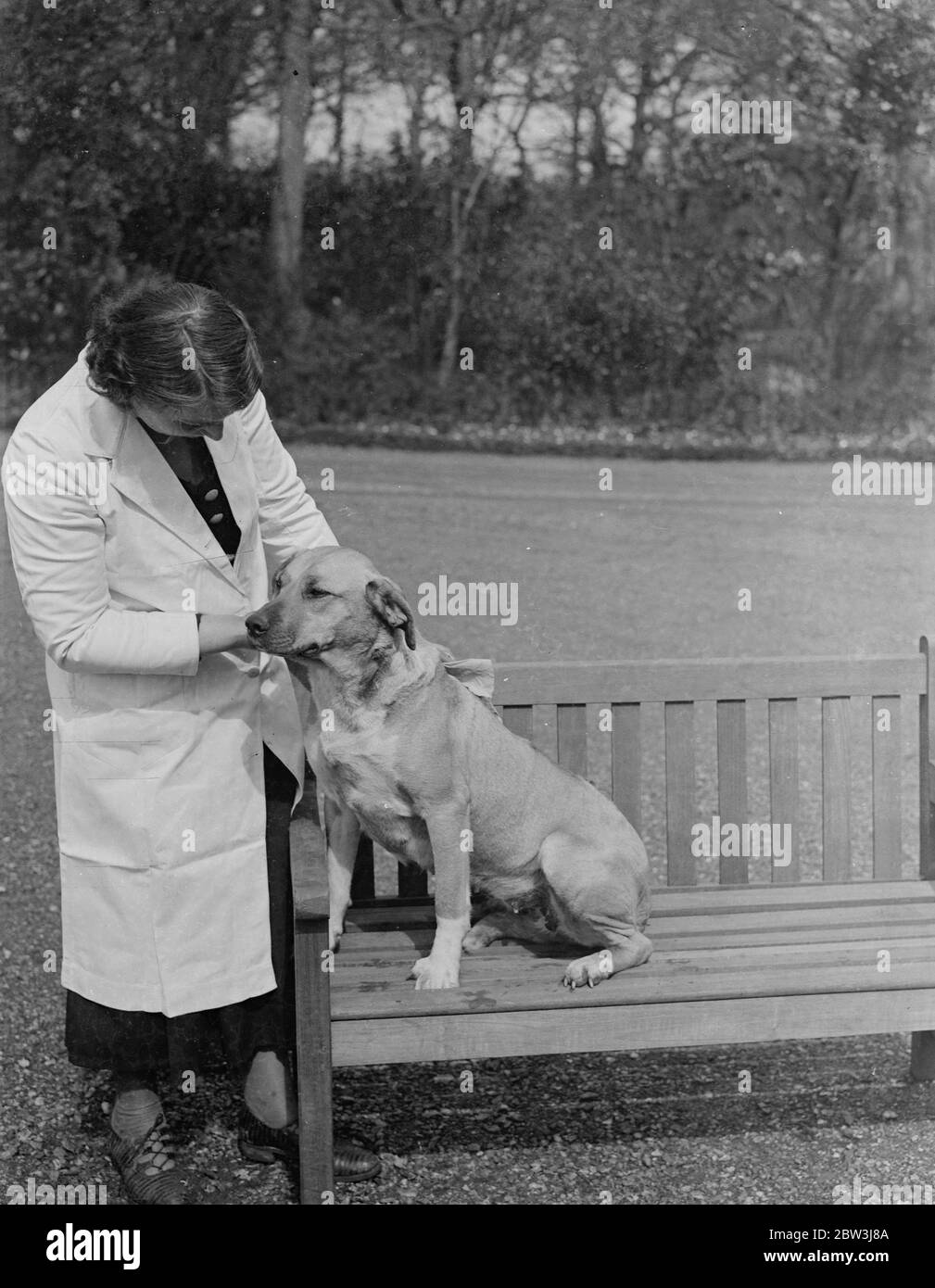 rare breed dog shows