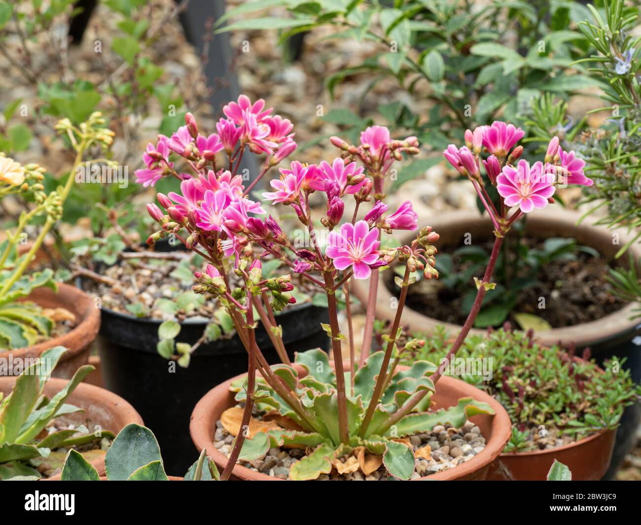 A pink flowered Lewisia cotyledon growing amongst a collection of plants in containers Stock Photo